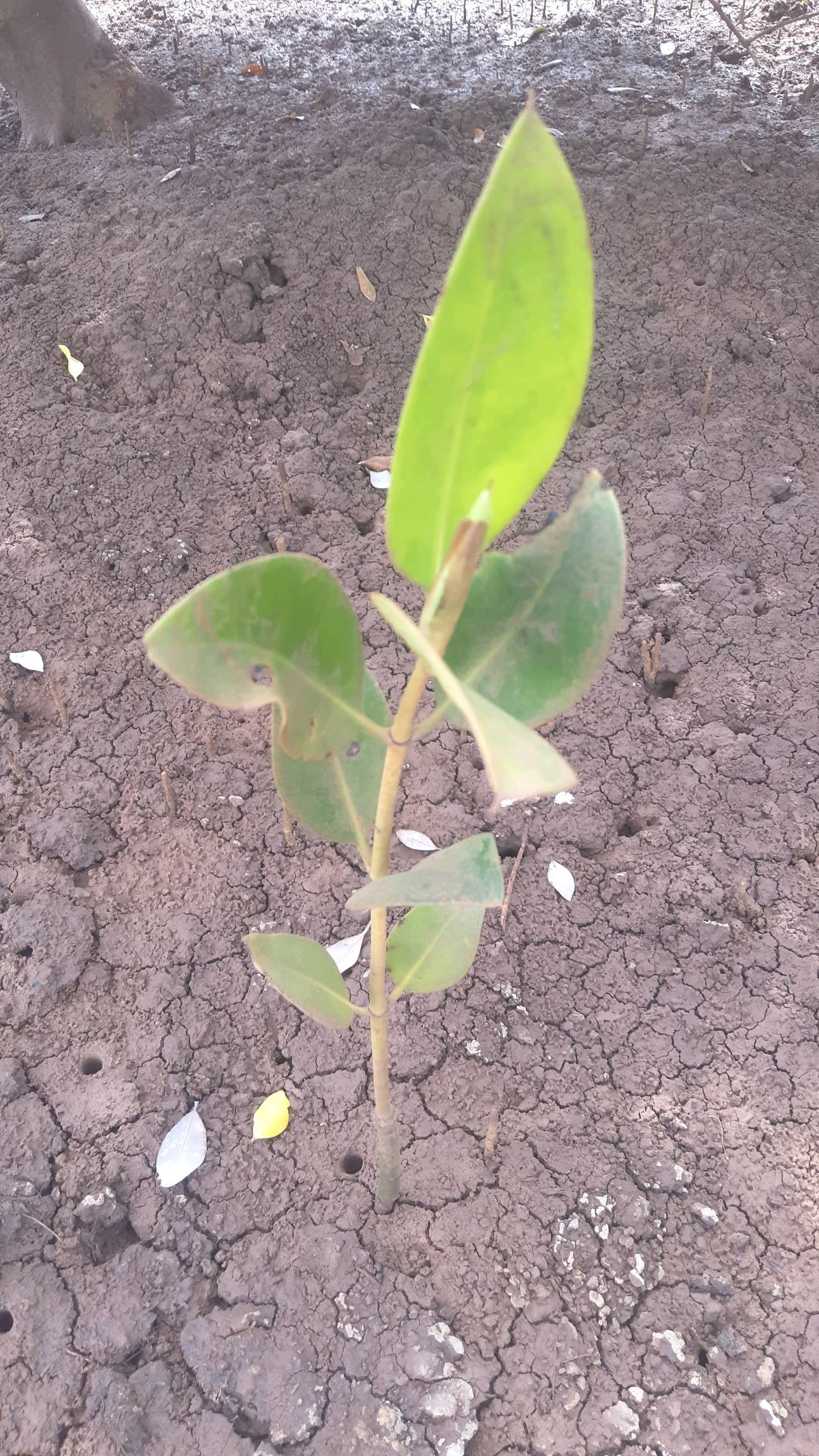 tree