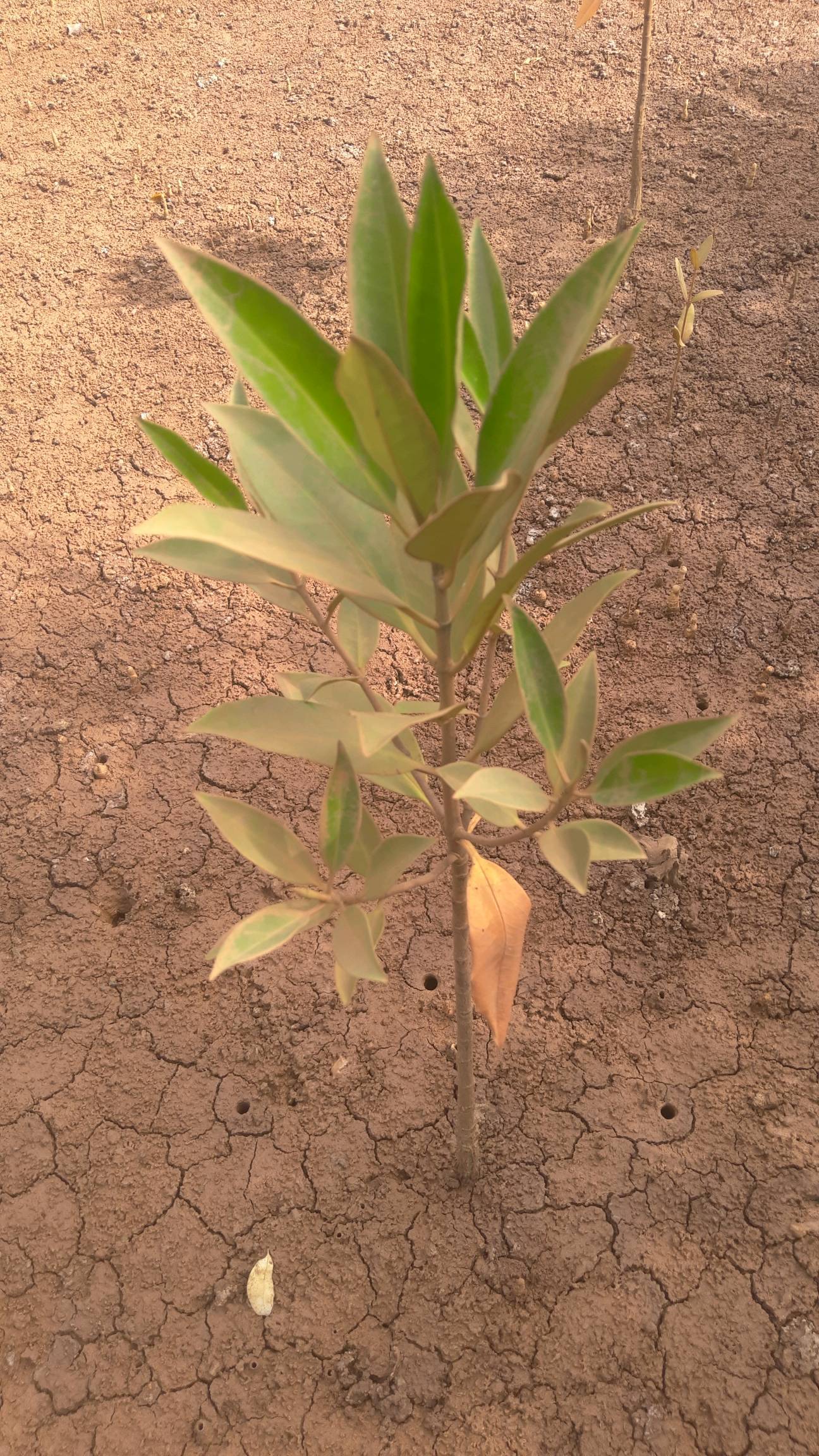 tree