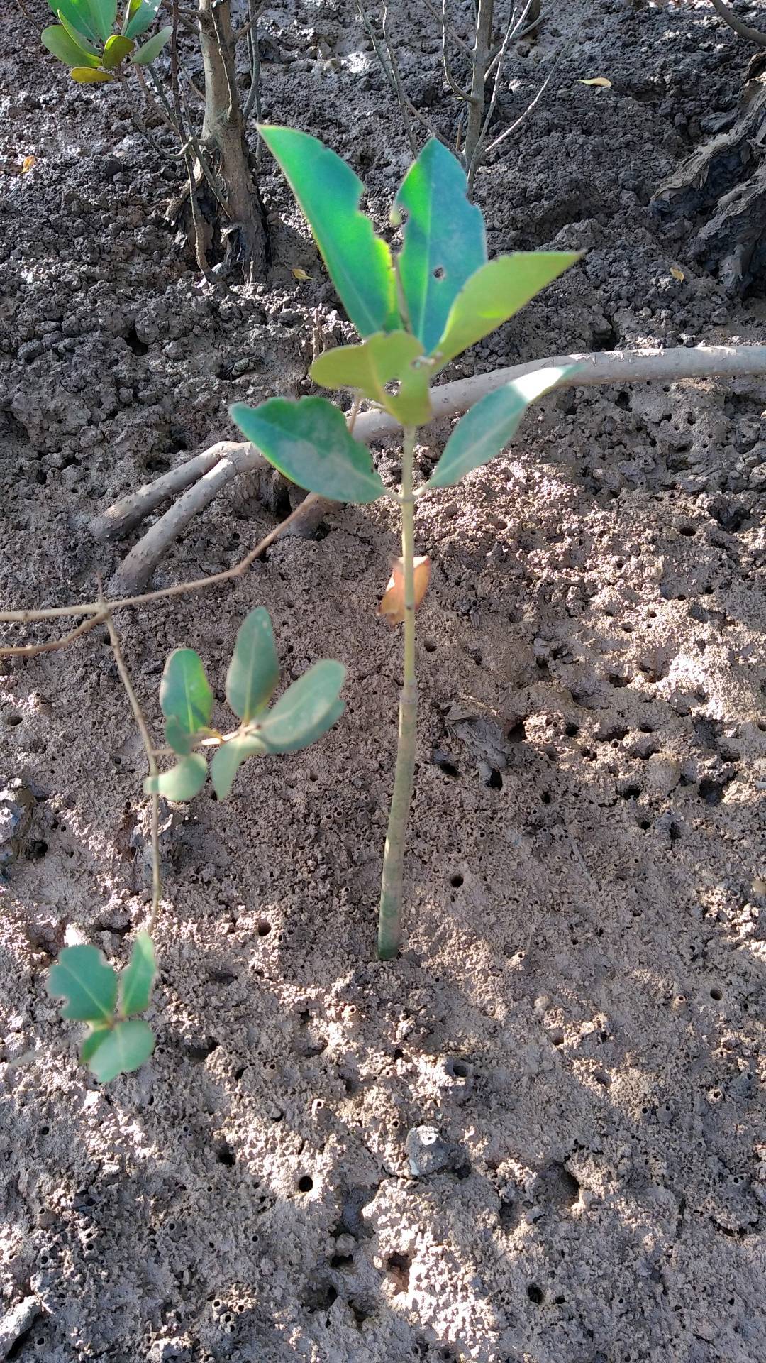 tree