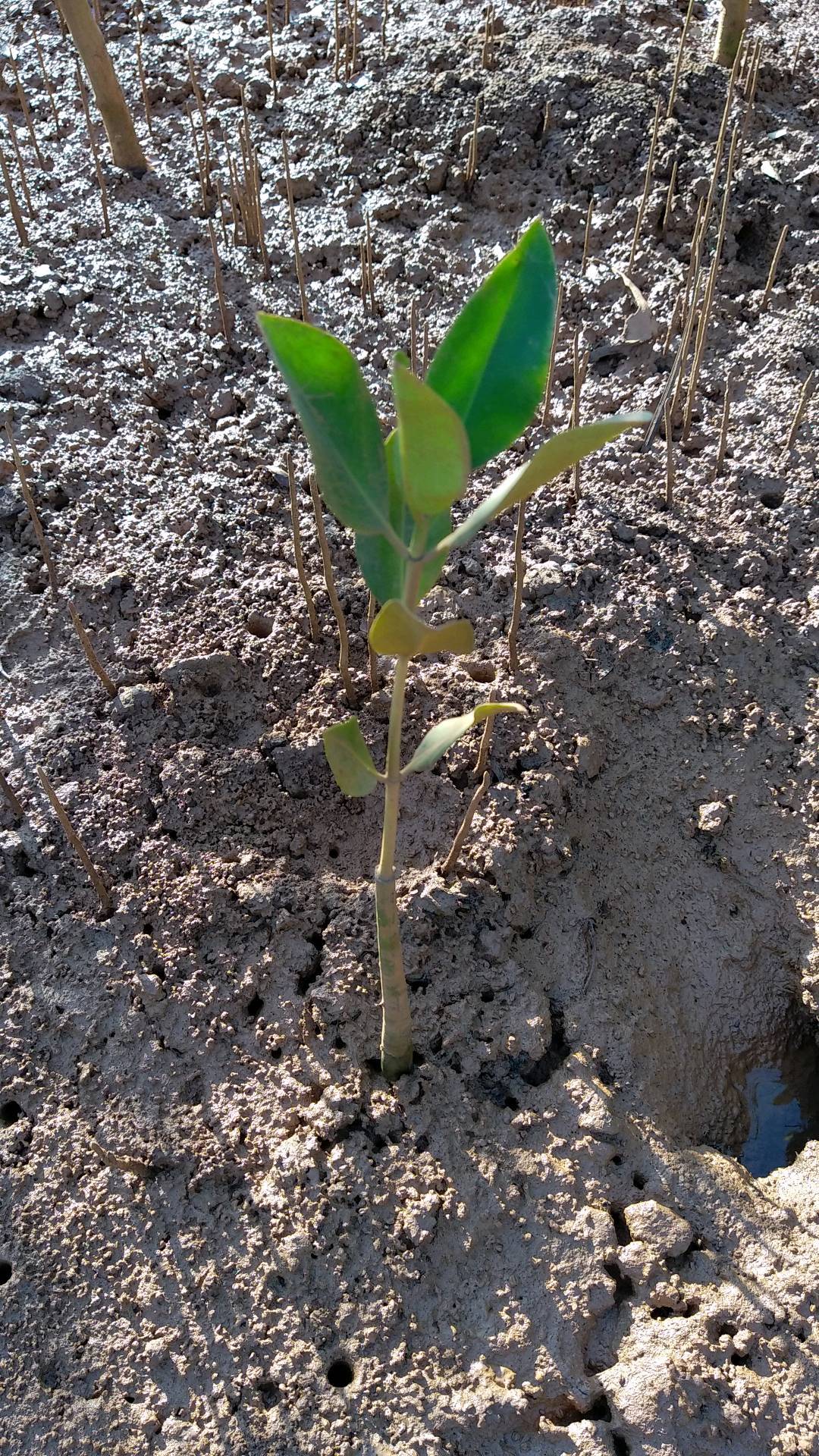 tree