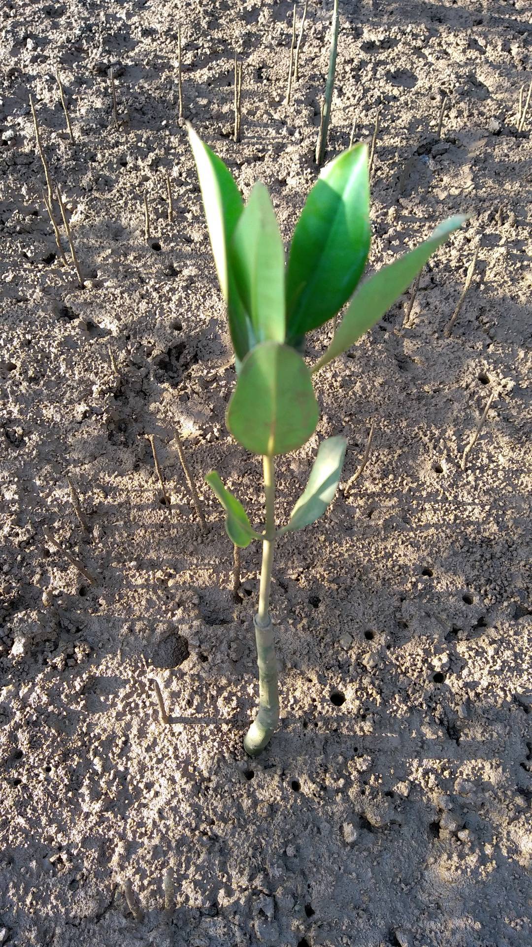 tree