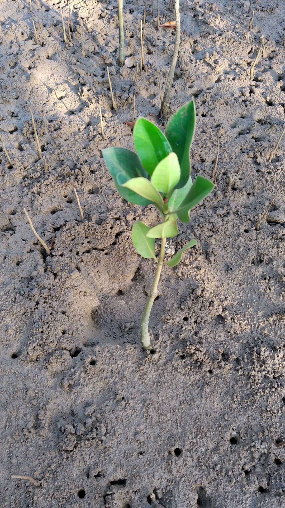 tree