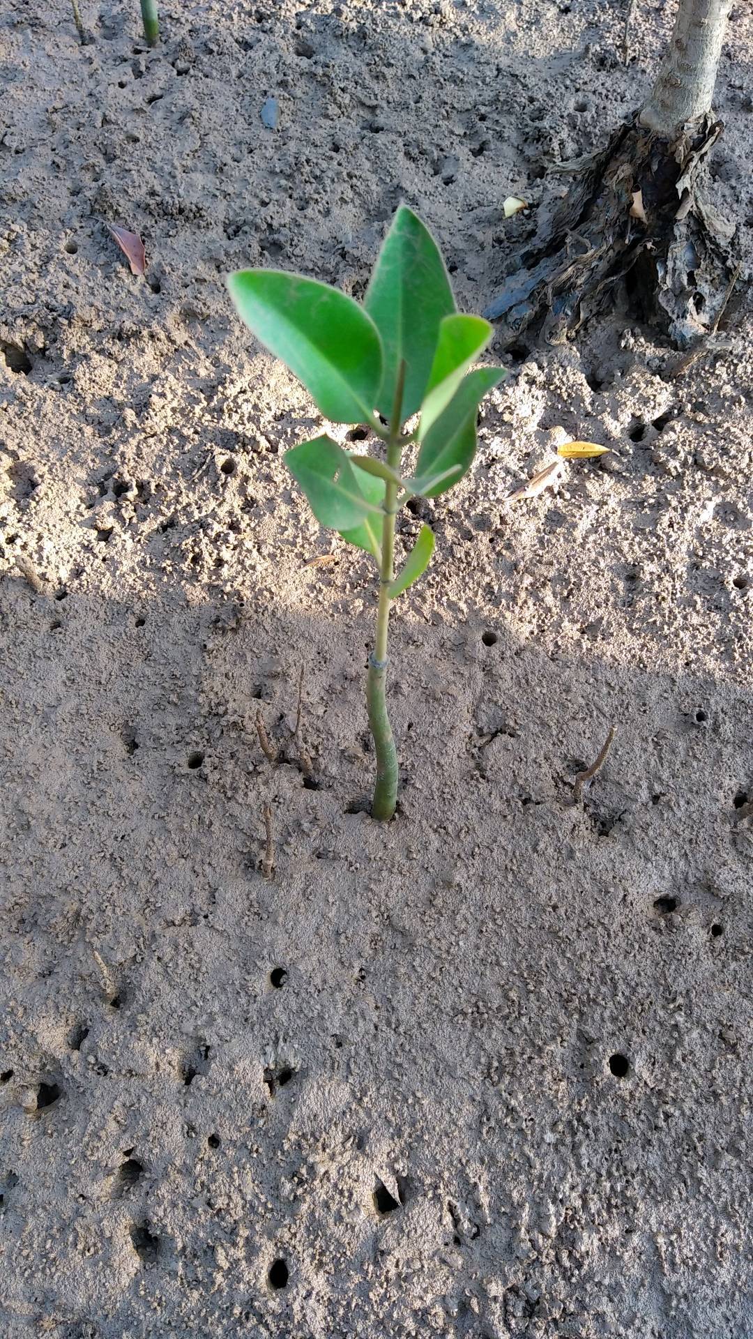 tree