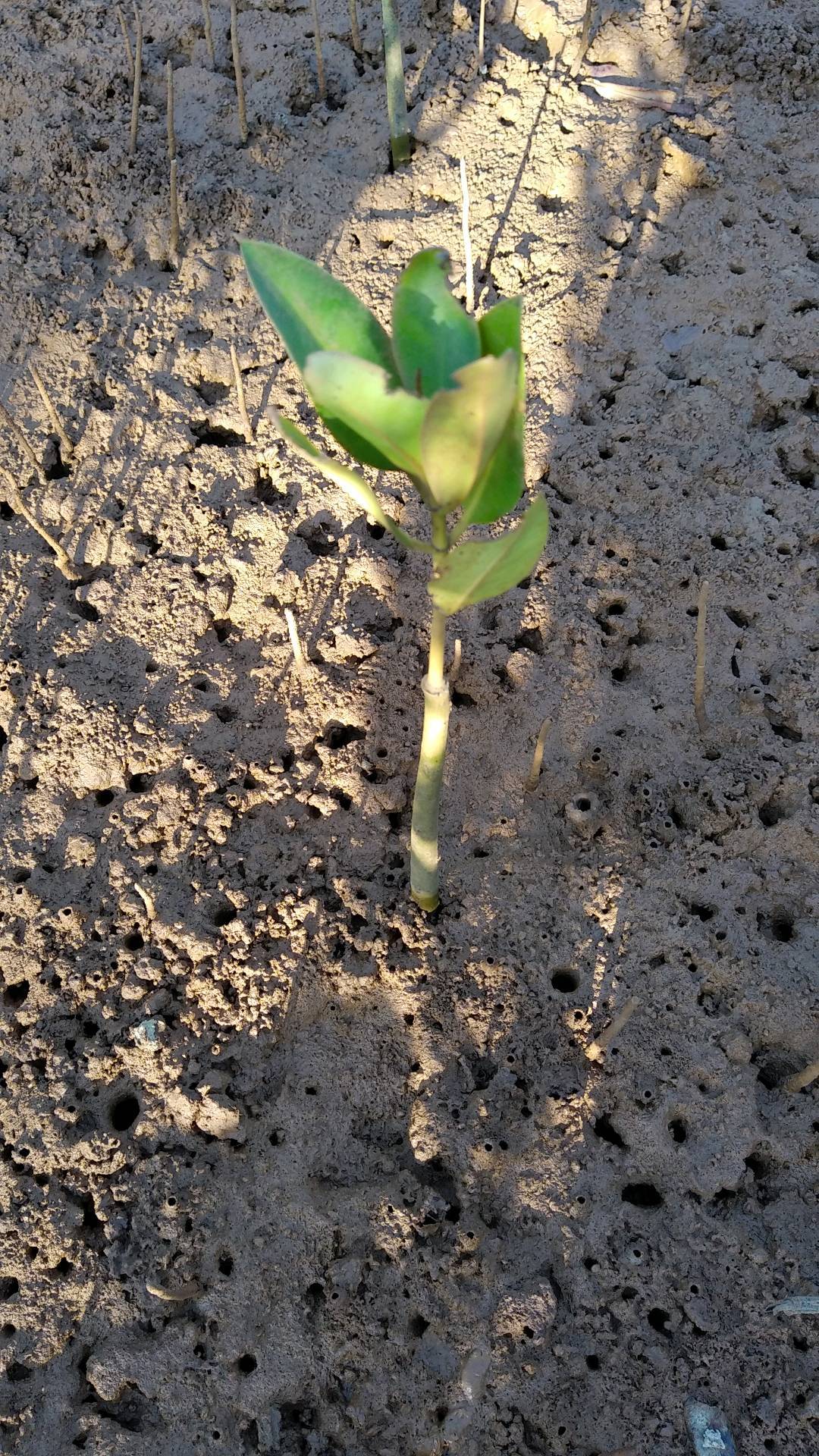 tree