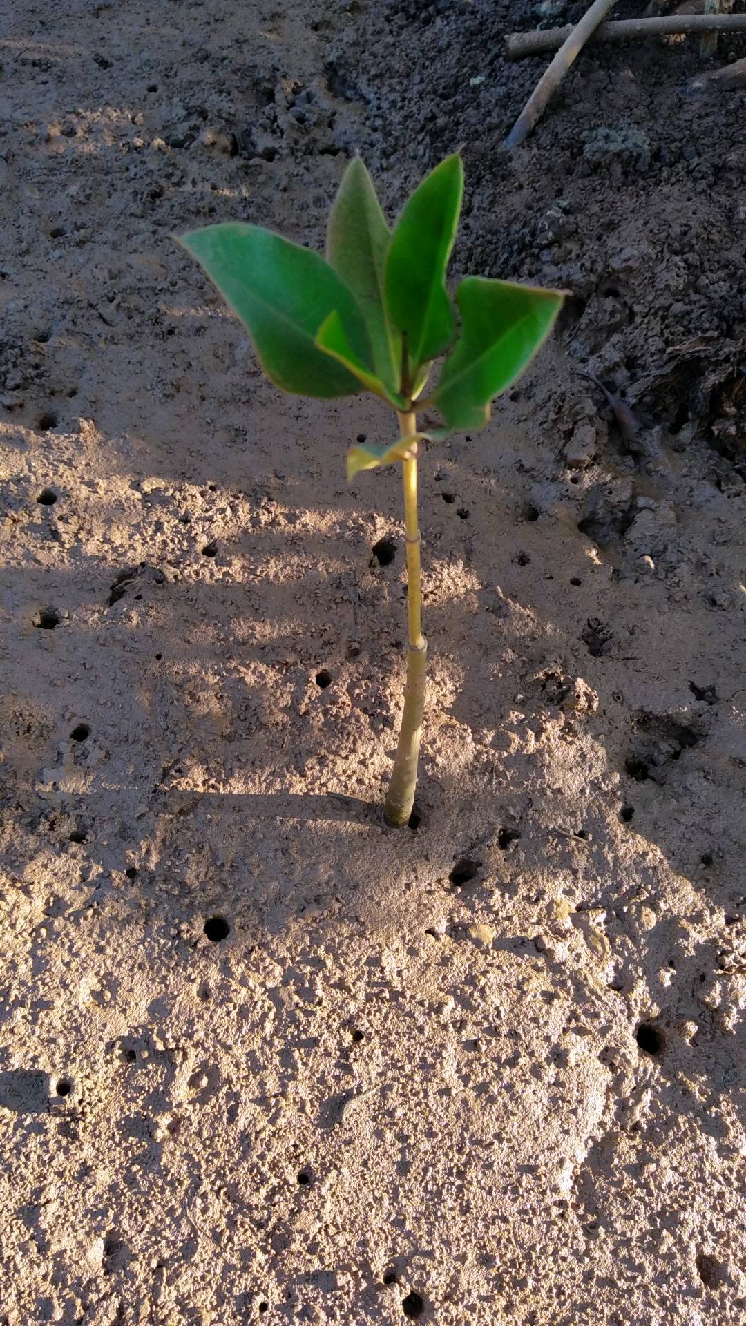 tree