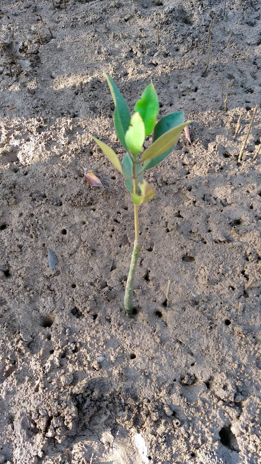 tree