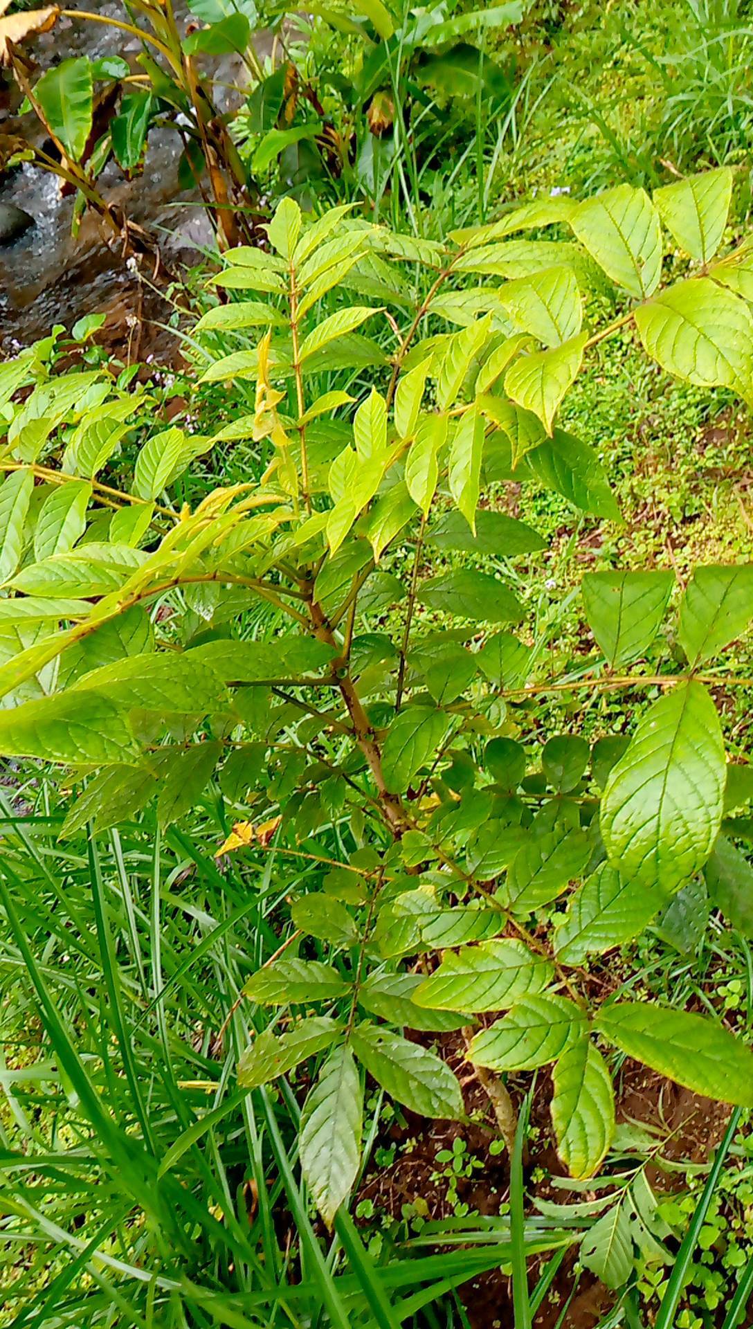 tree