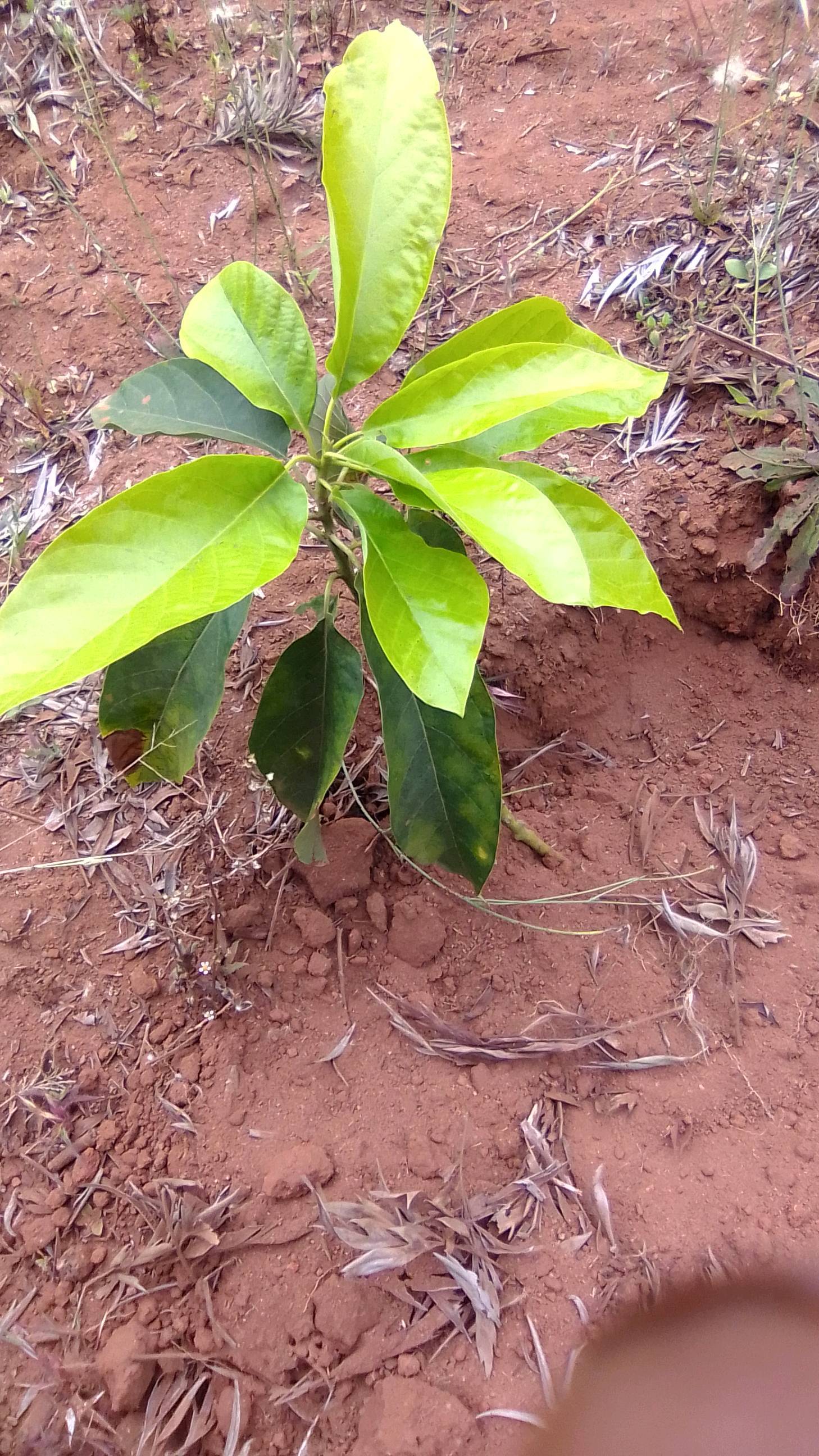 tree