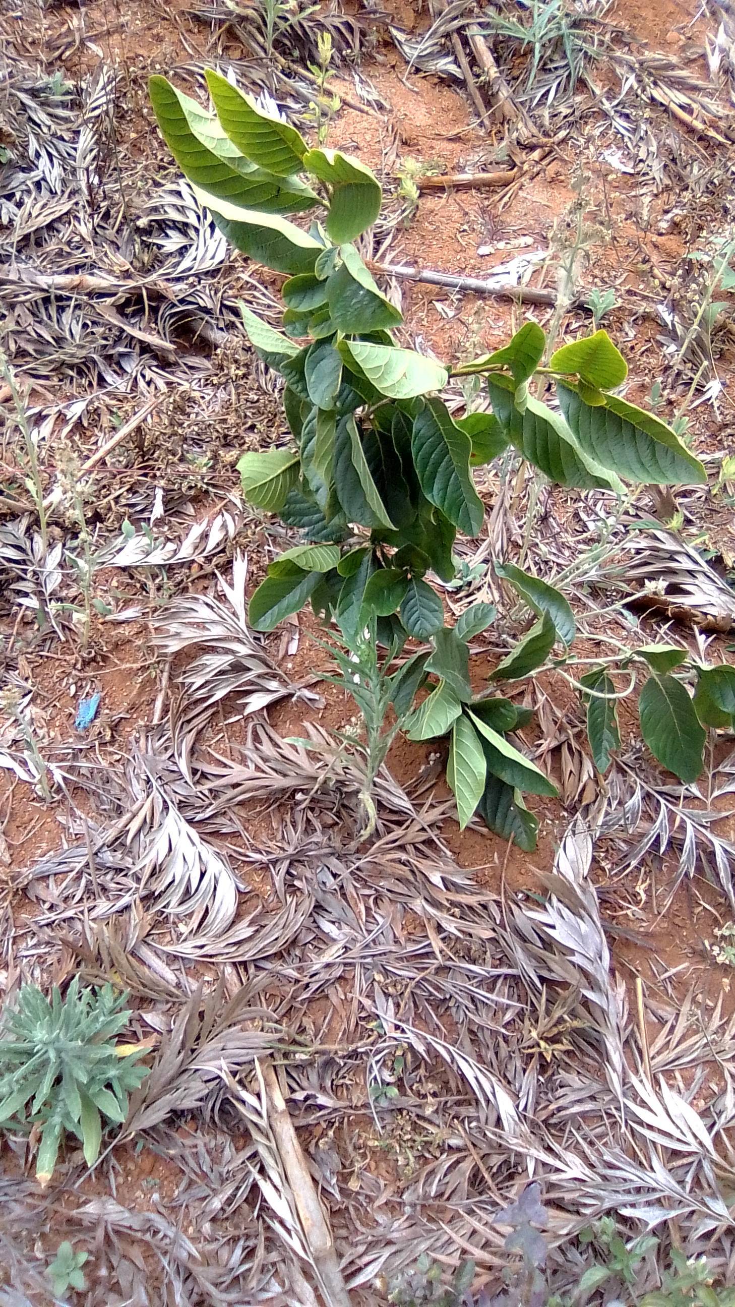 tree