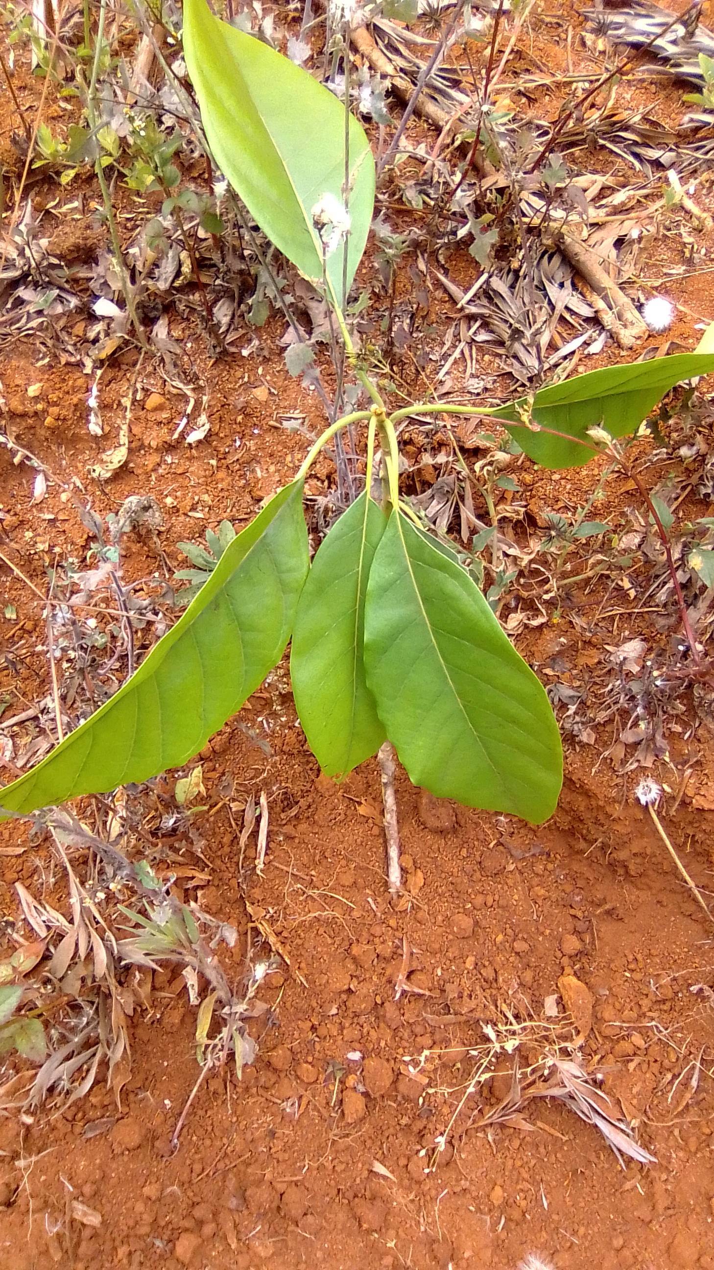 tree