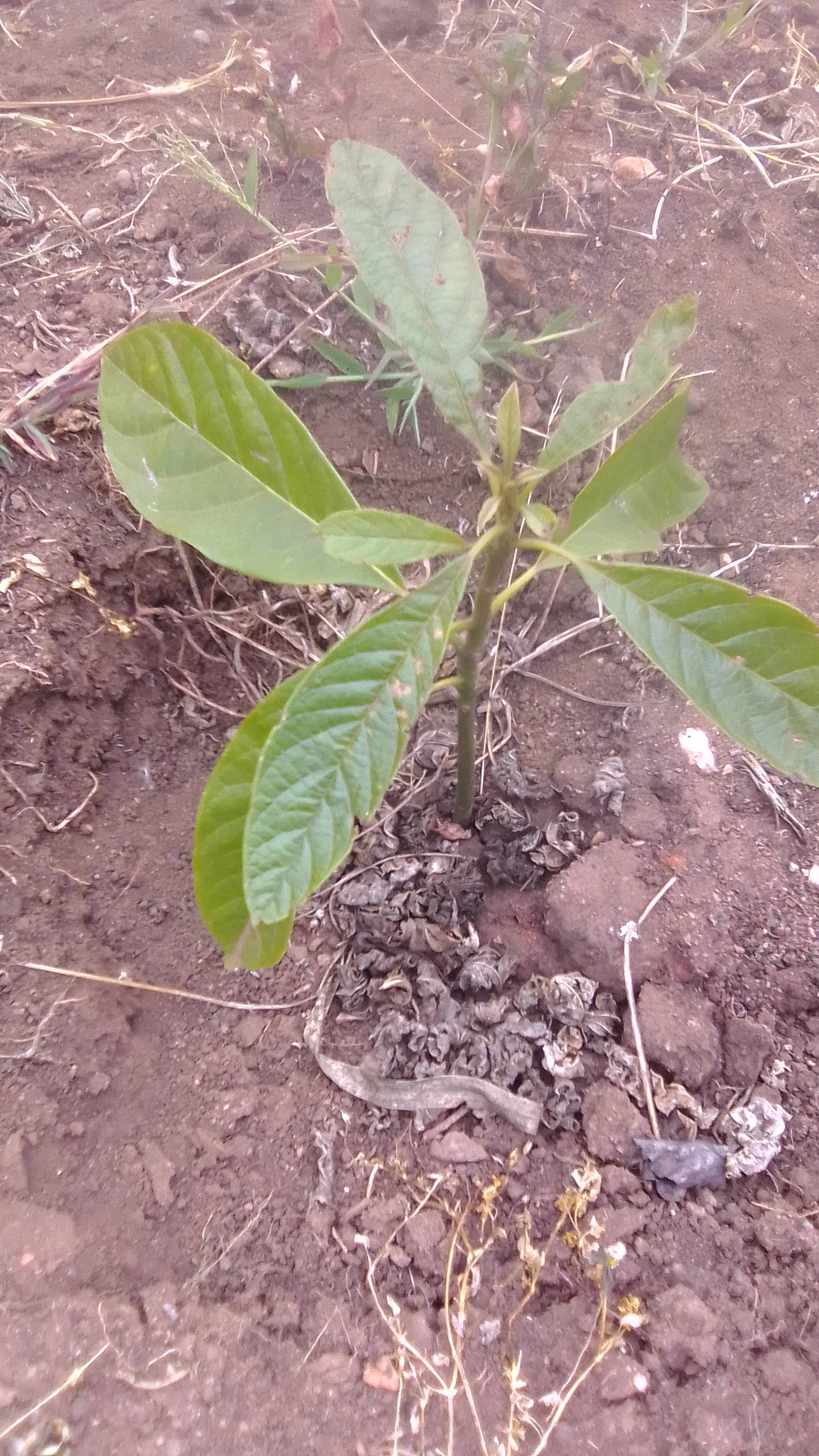 tree