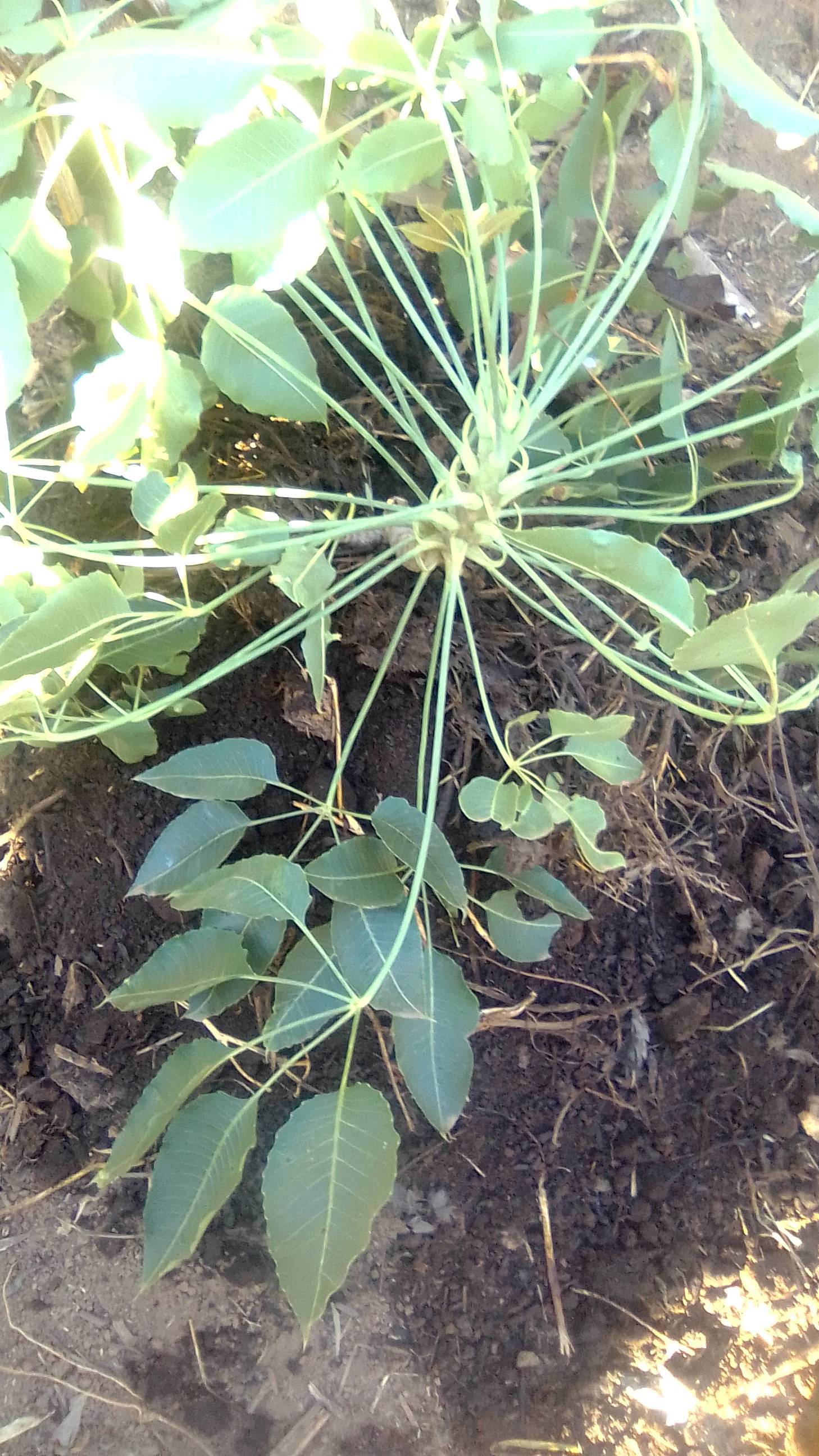 tree