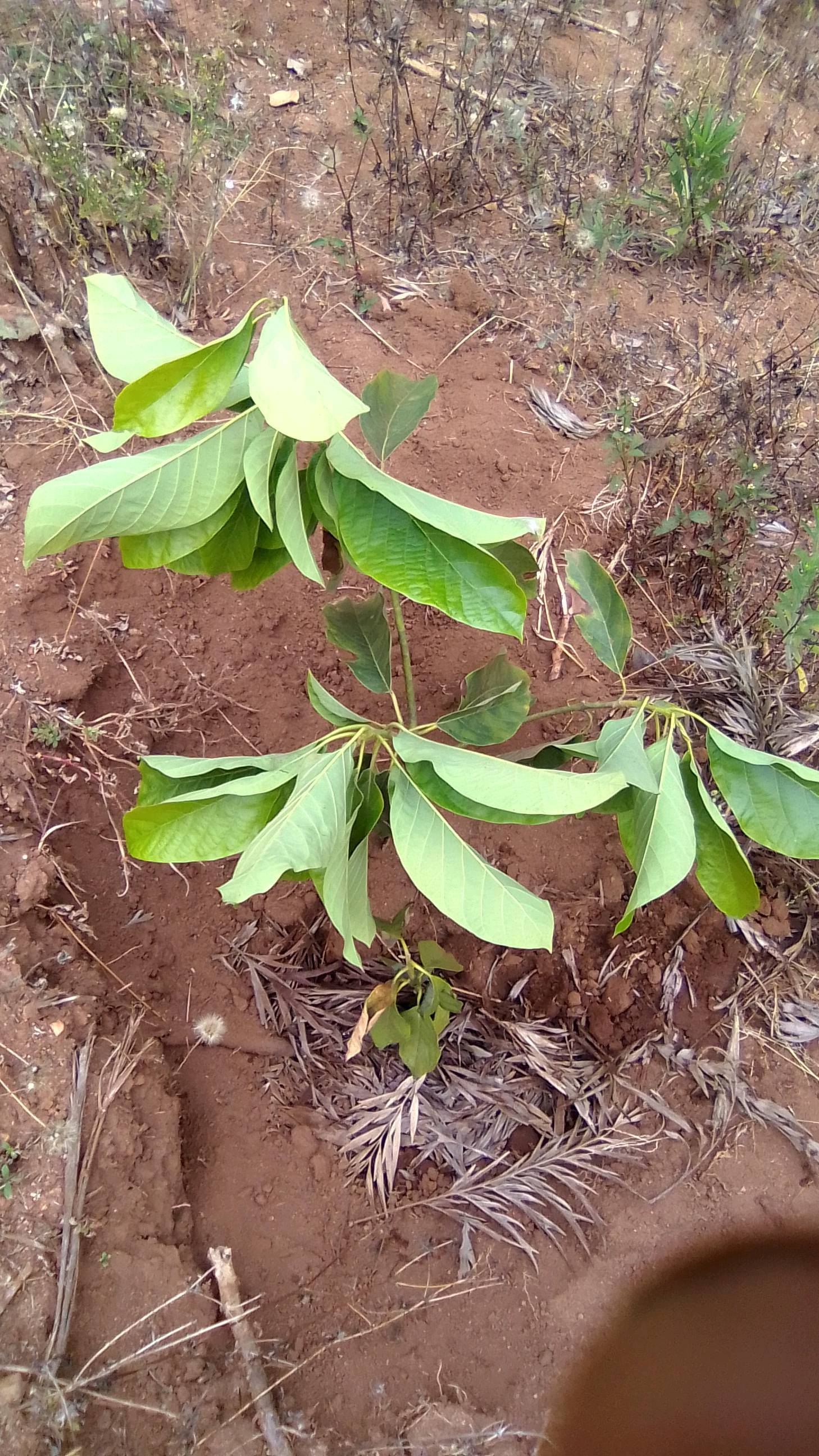 tree