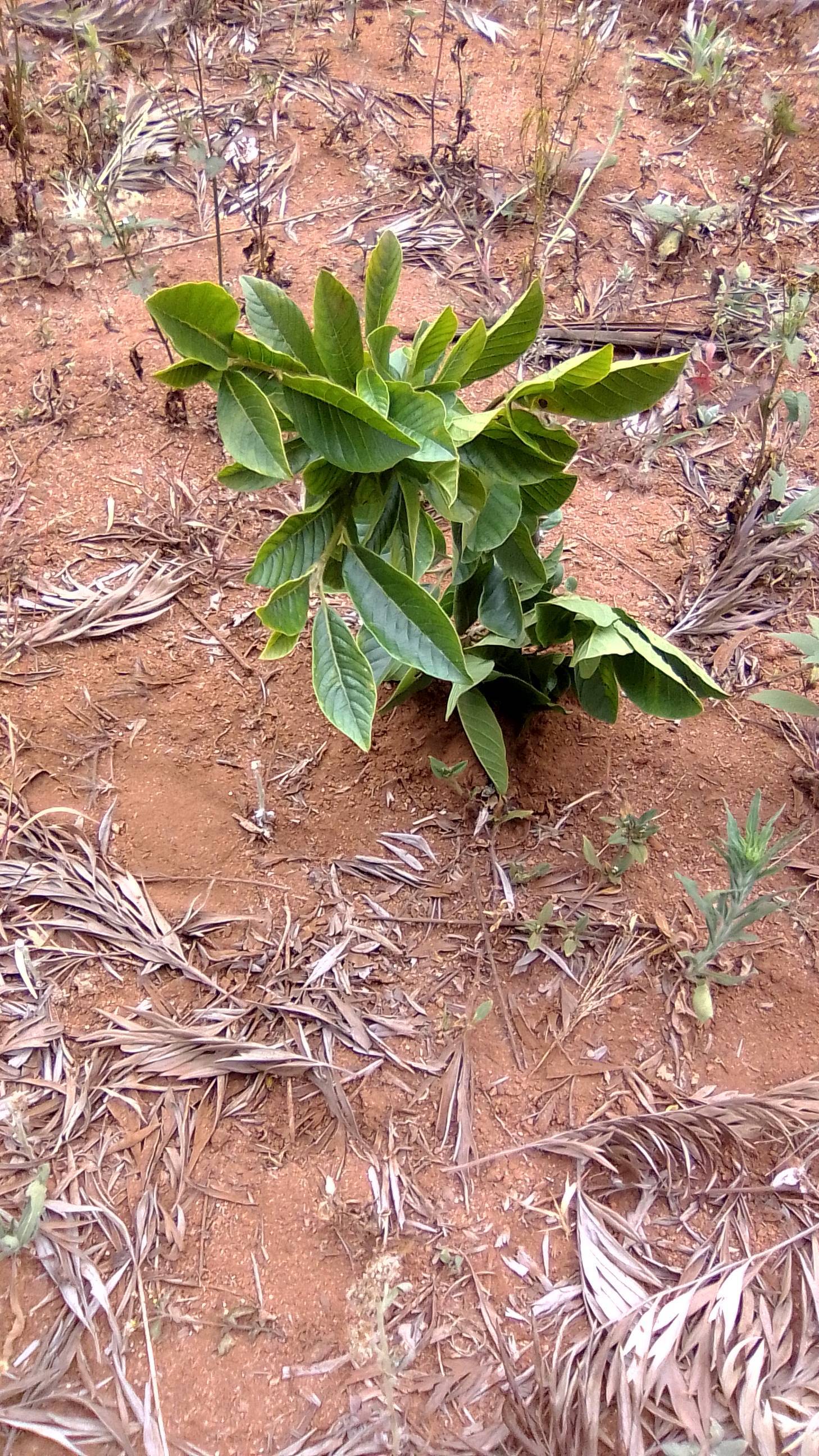tree