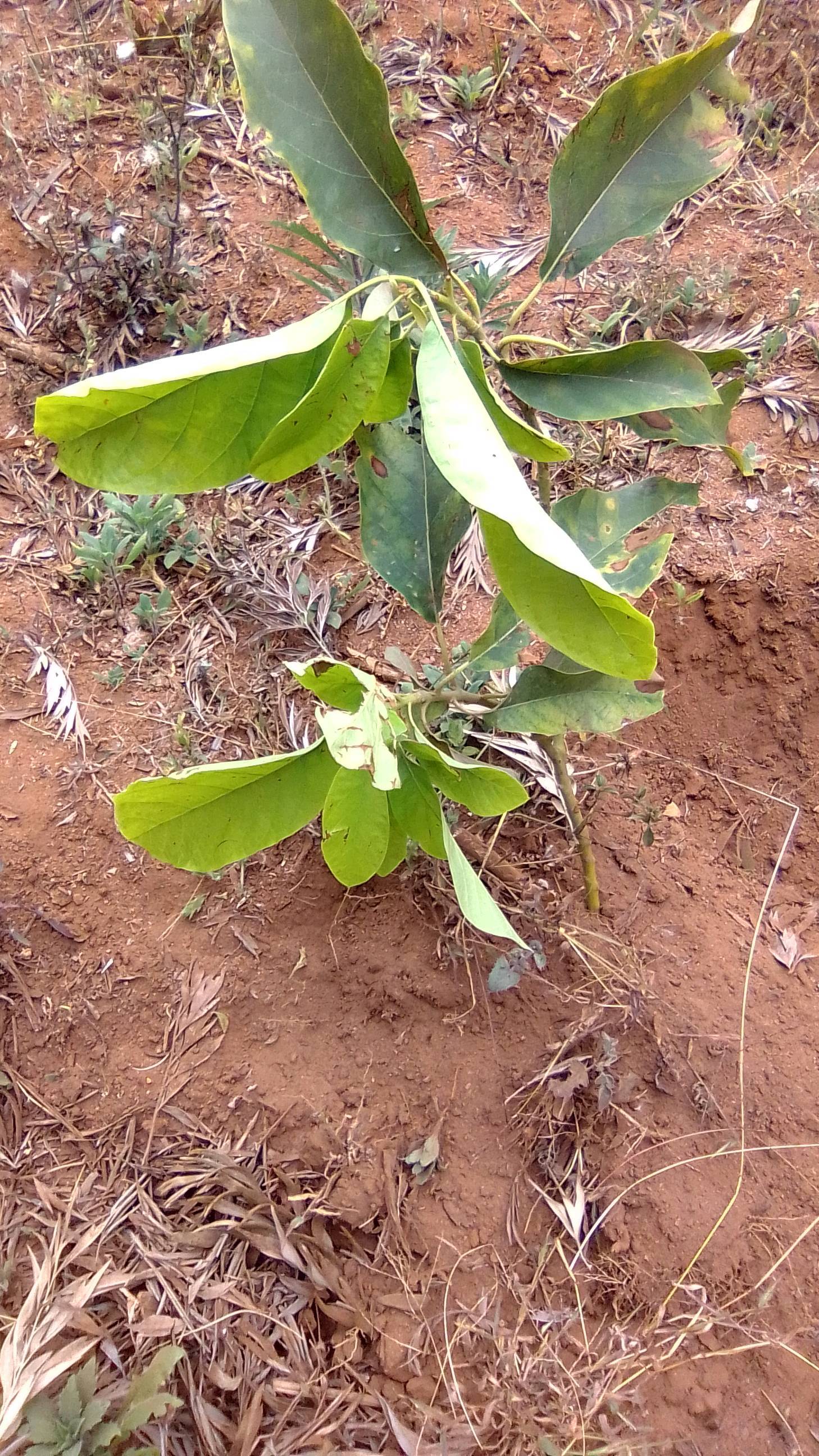 tree