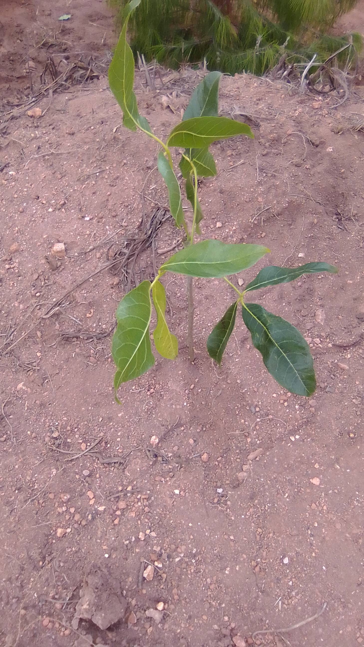 tree
