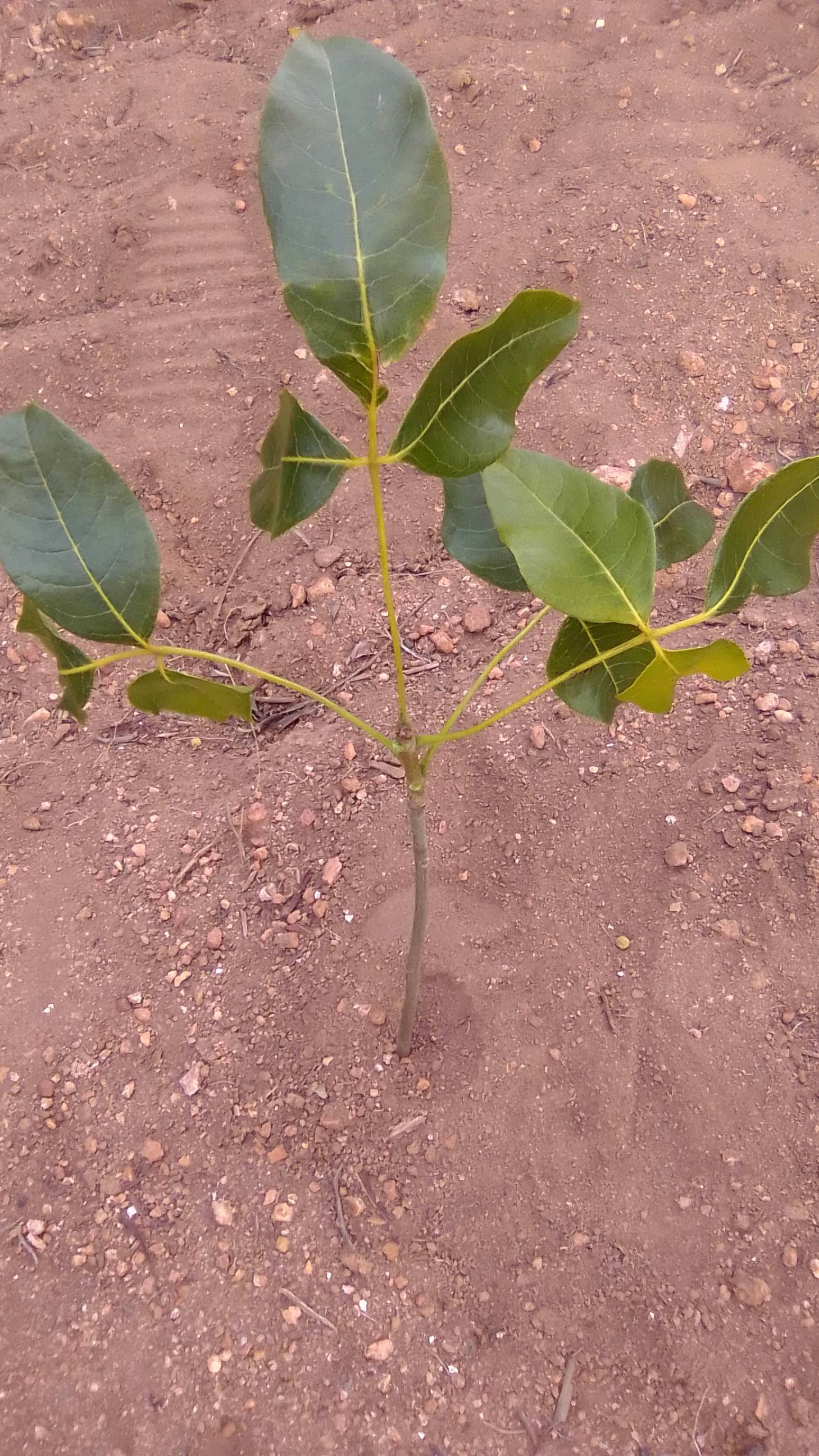 tree