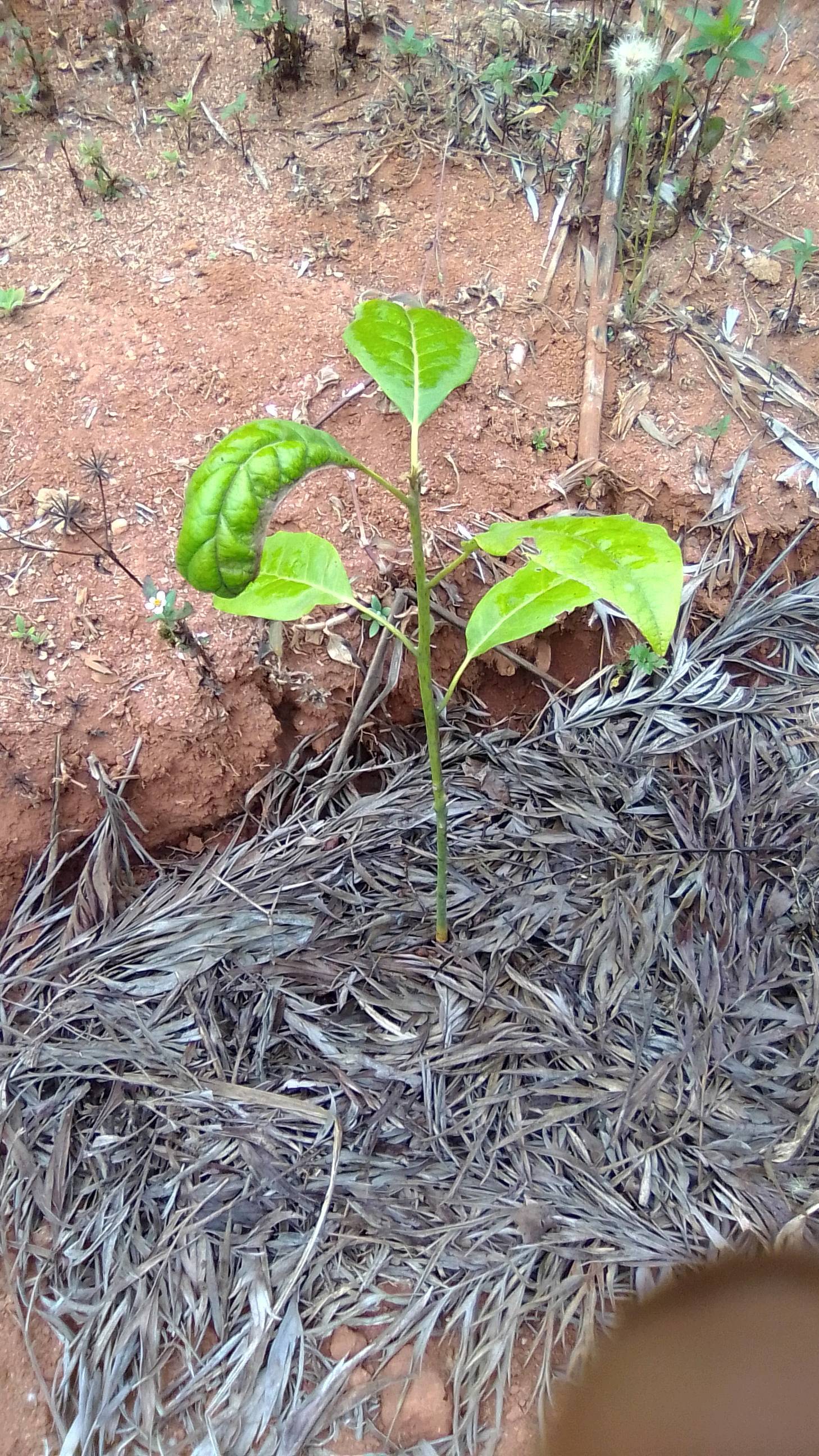 tree