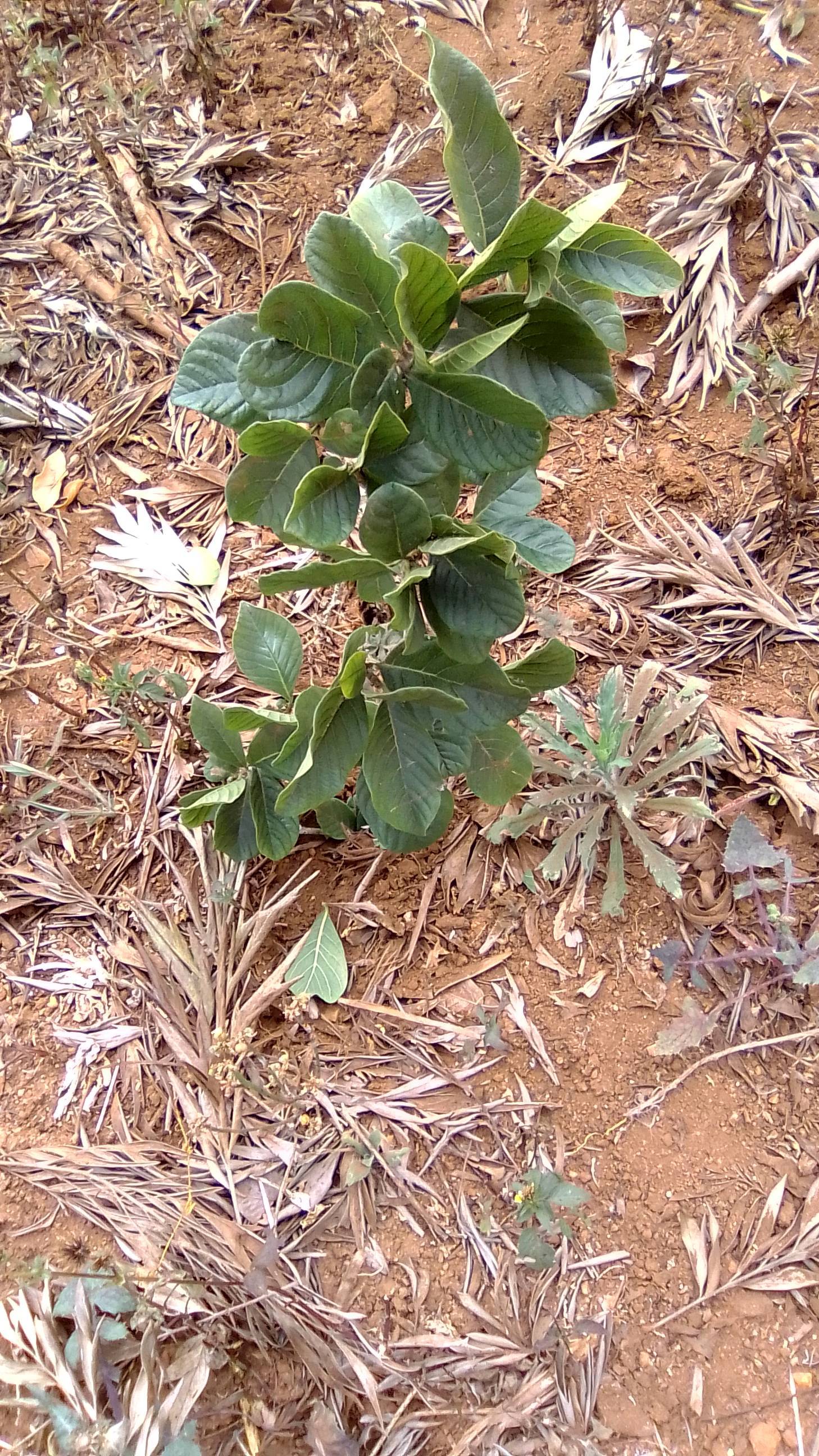 tree