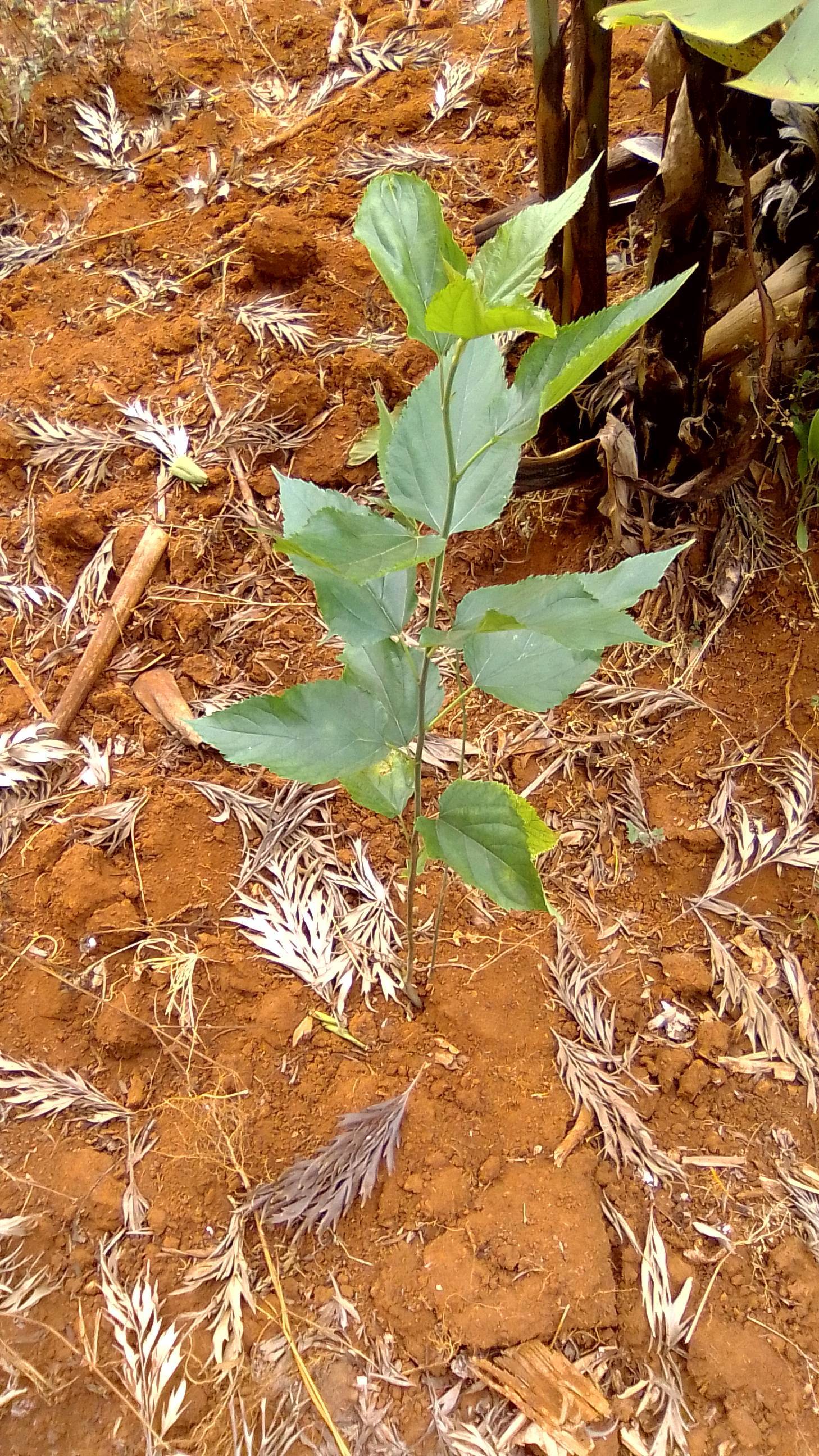 tree