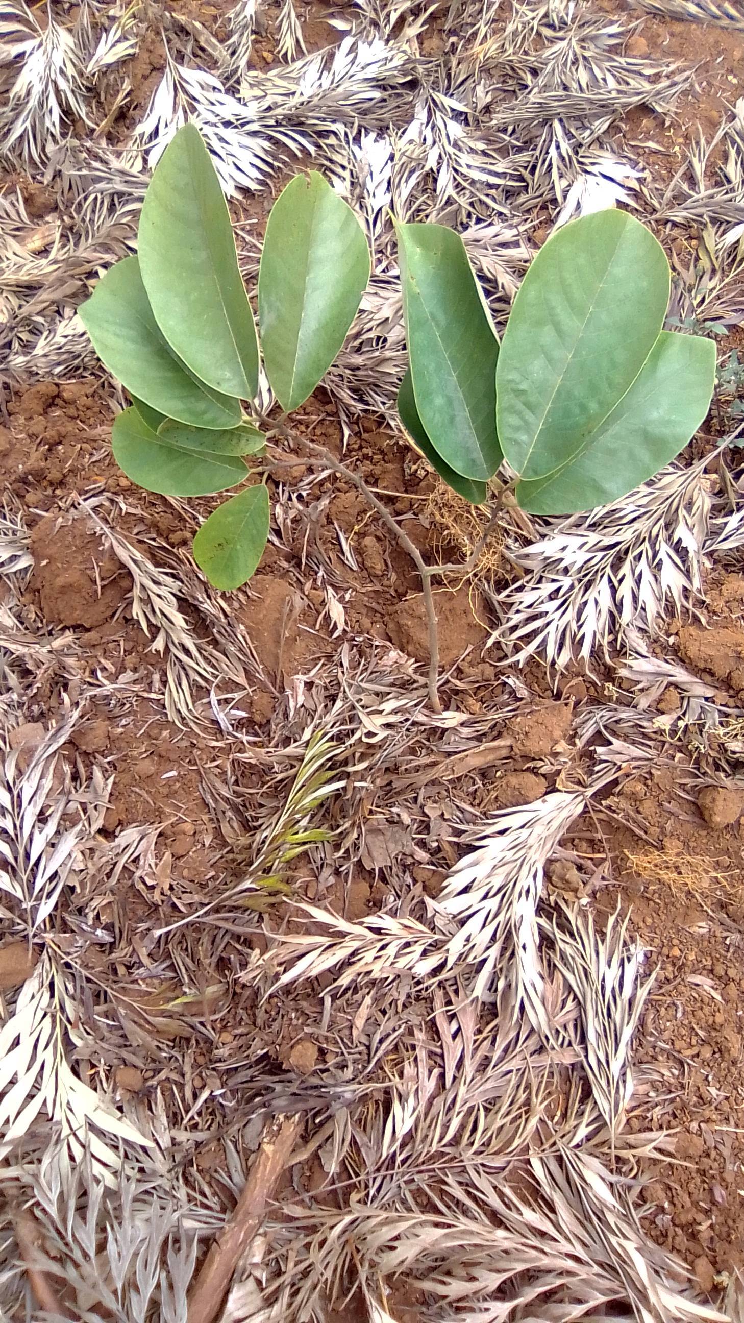 tree
