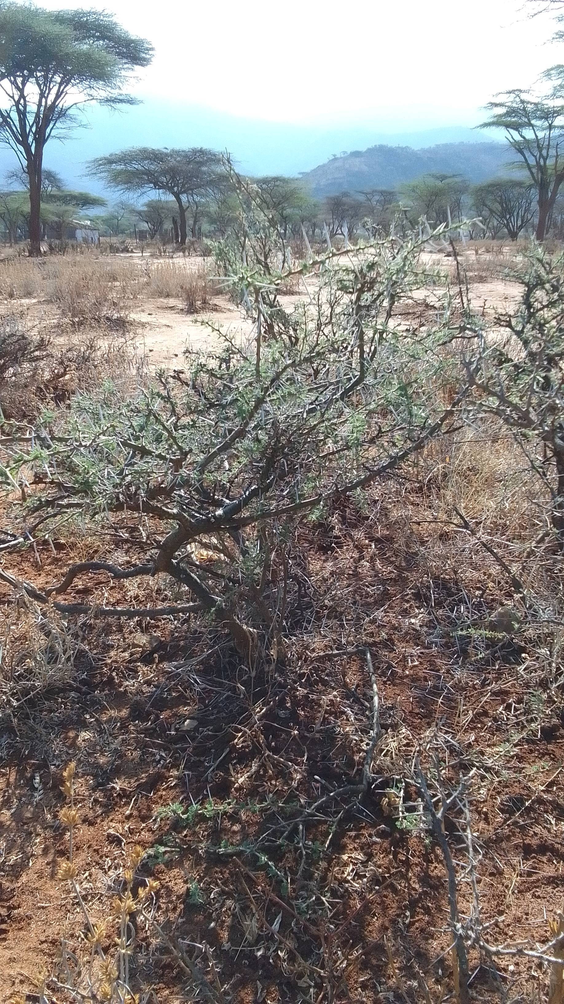 tree