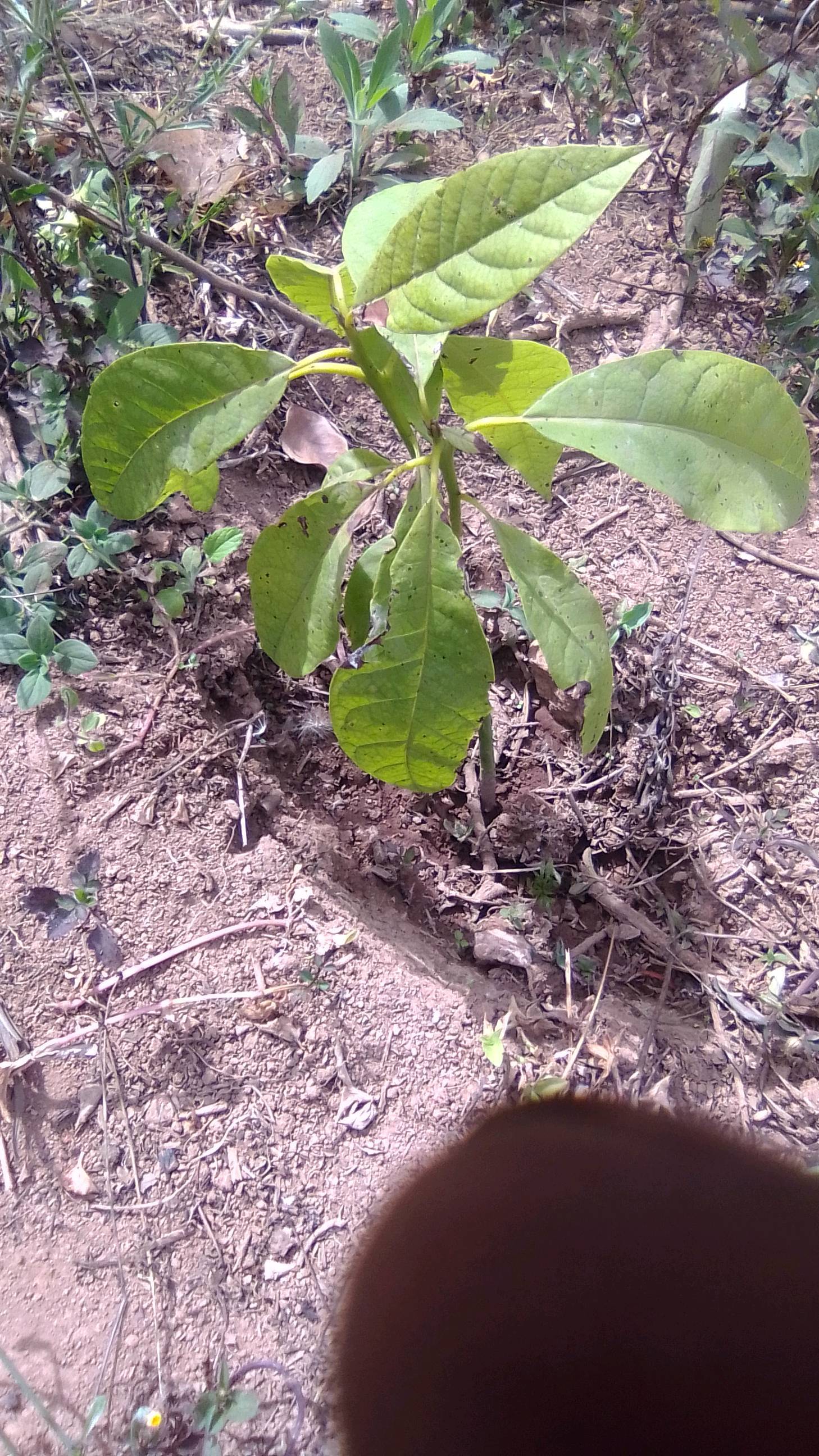 tree