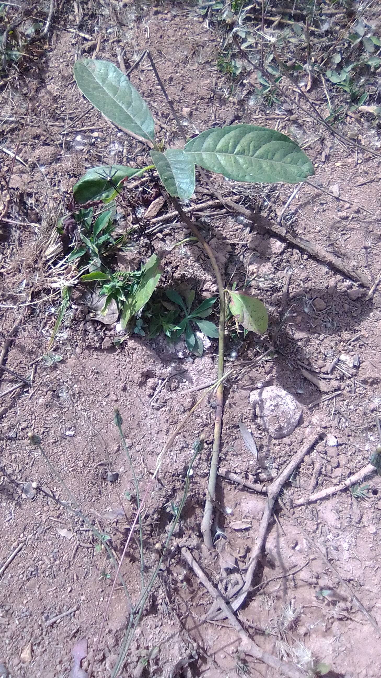 tree