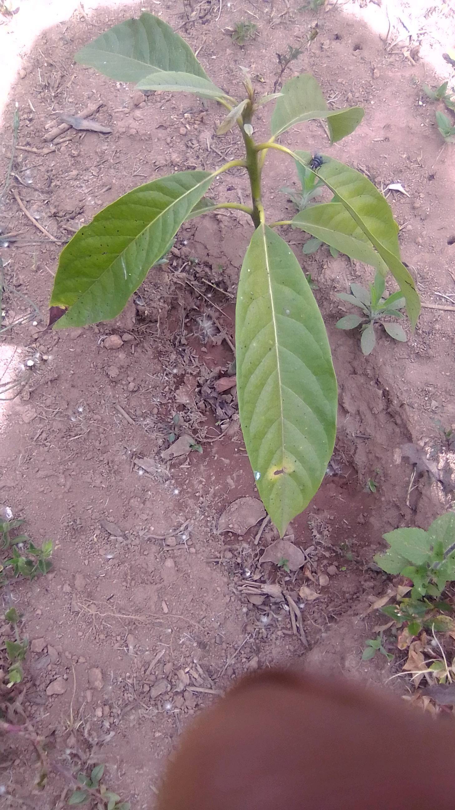 tree
