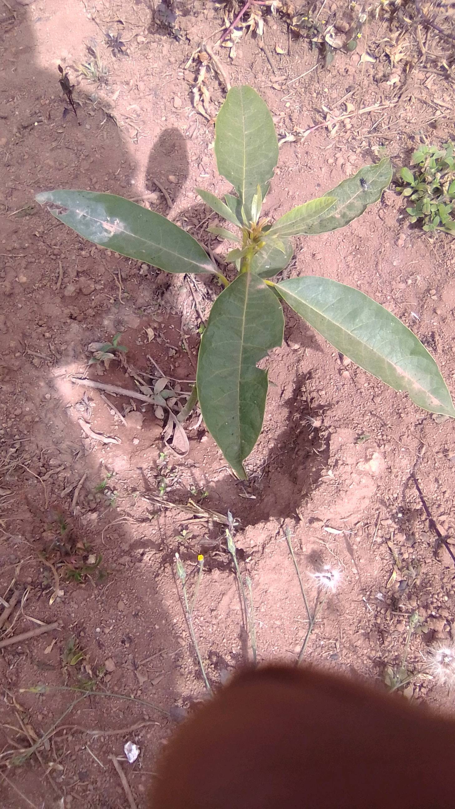 tree