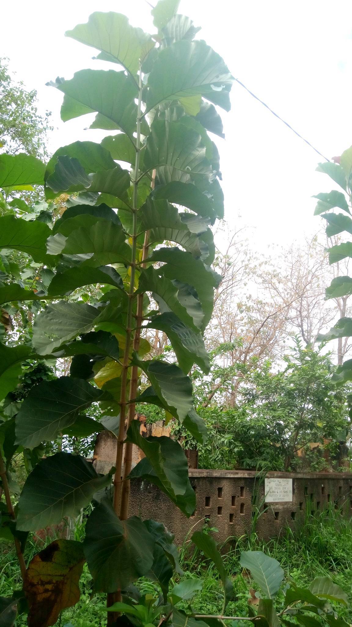 tree