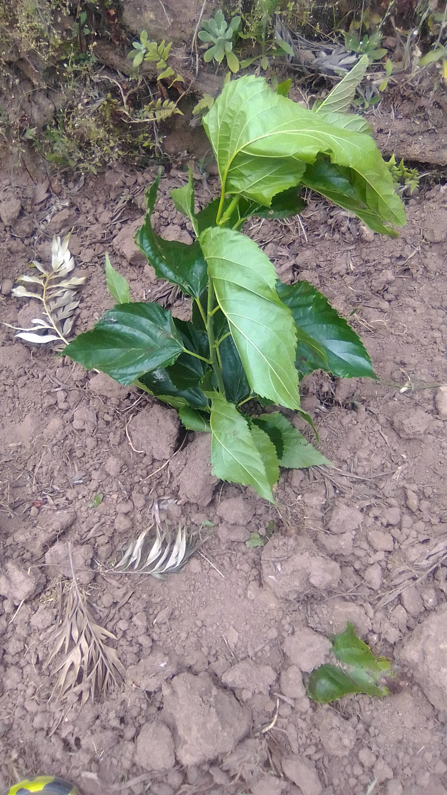 tree