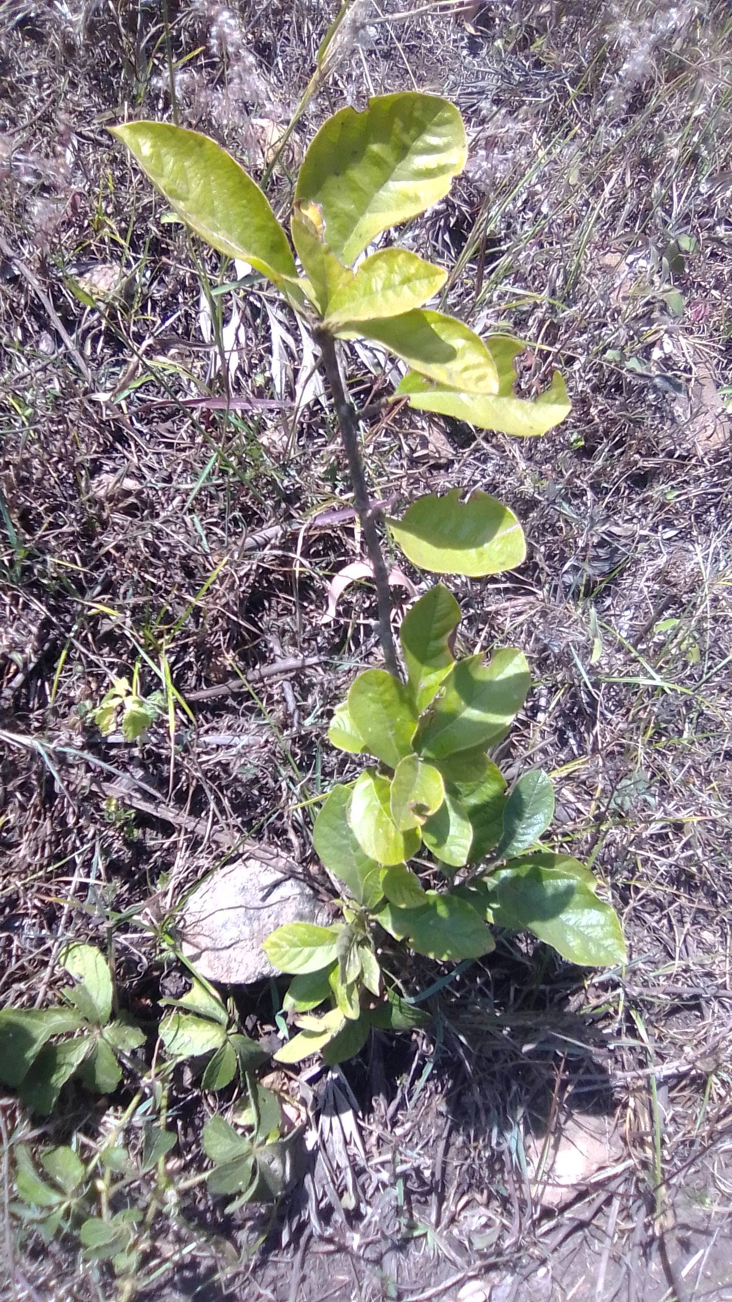 tree