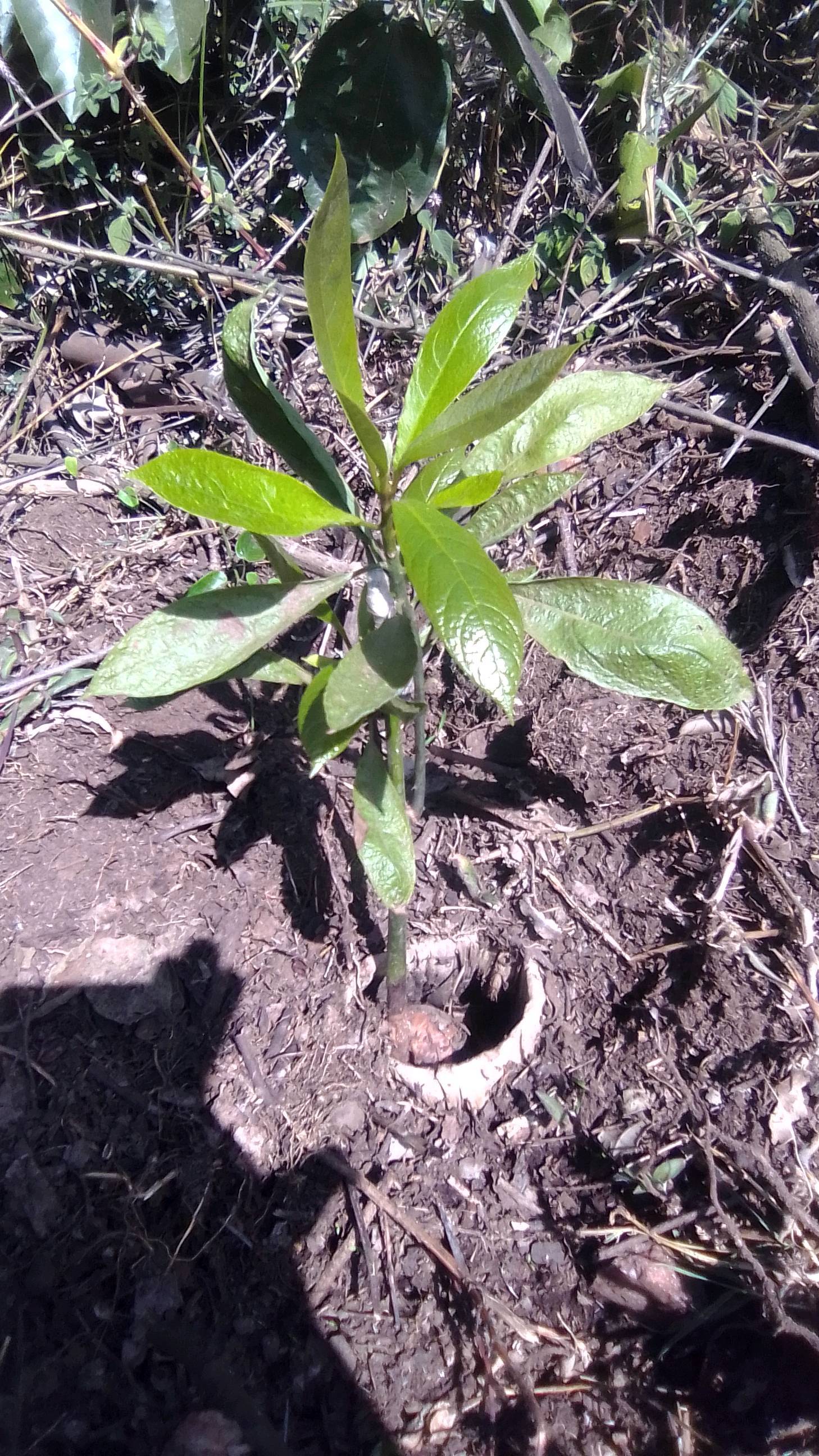 tree