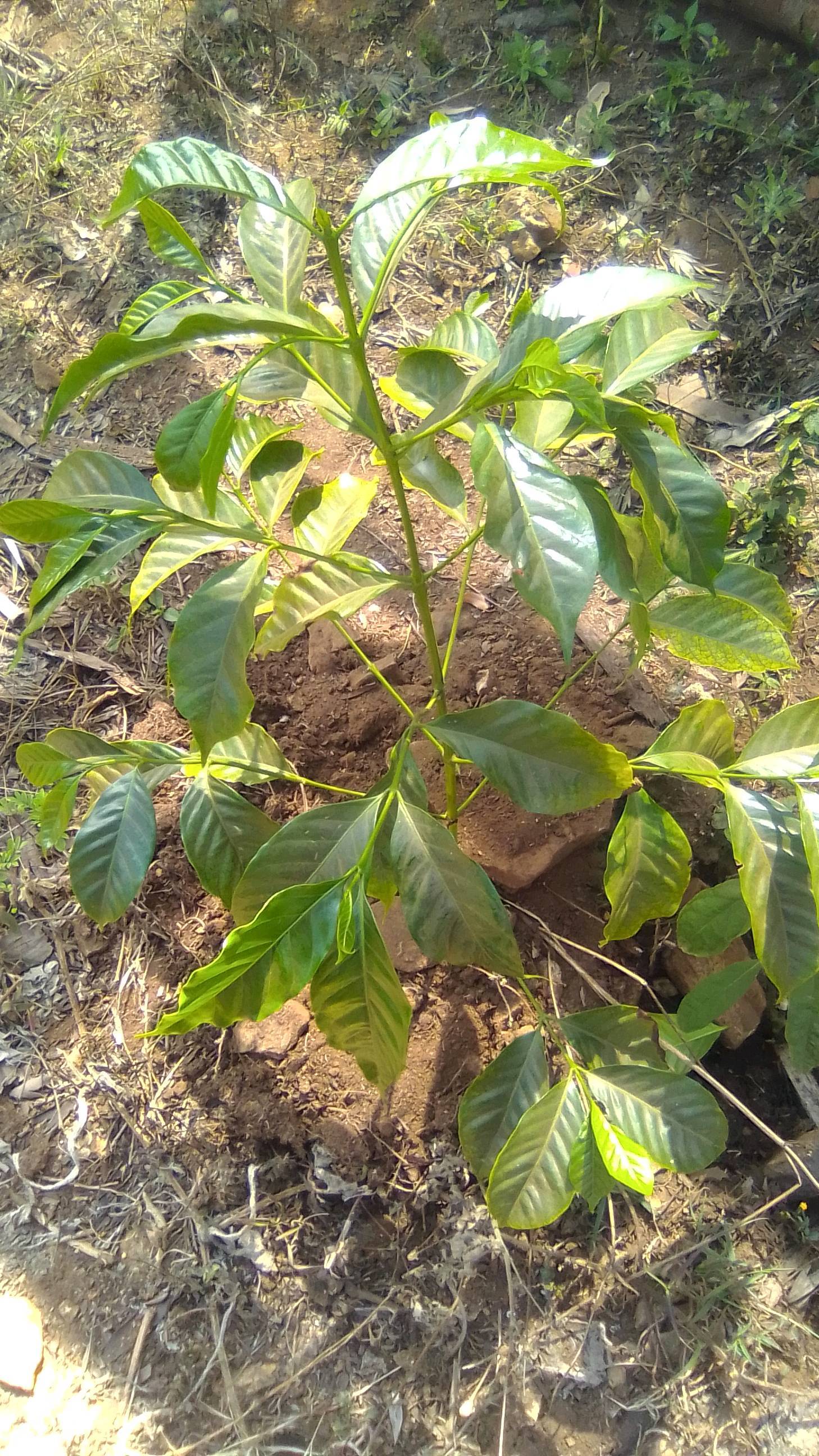 tree