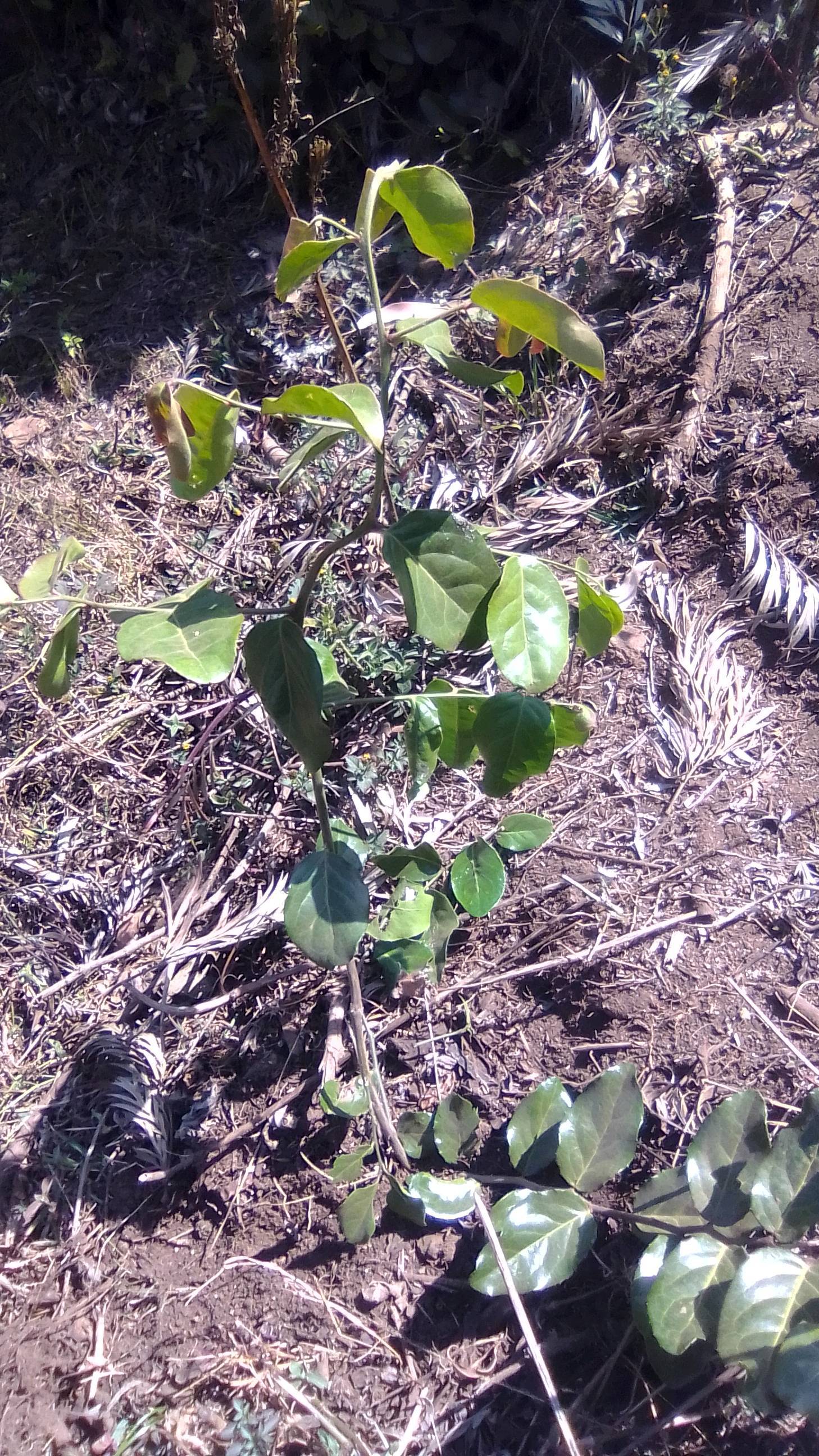 tree
