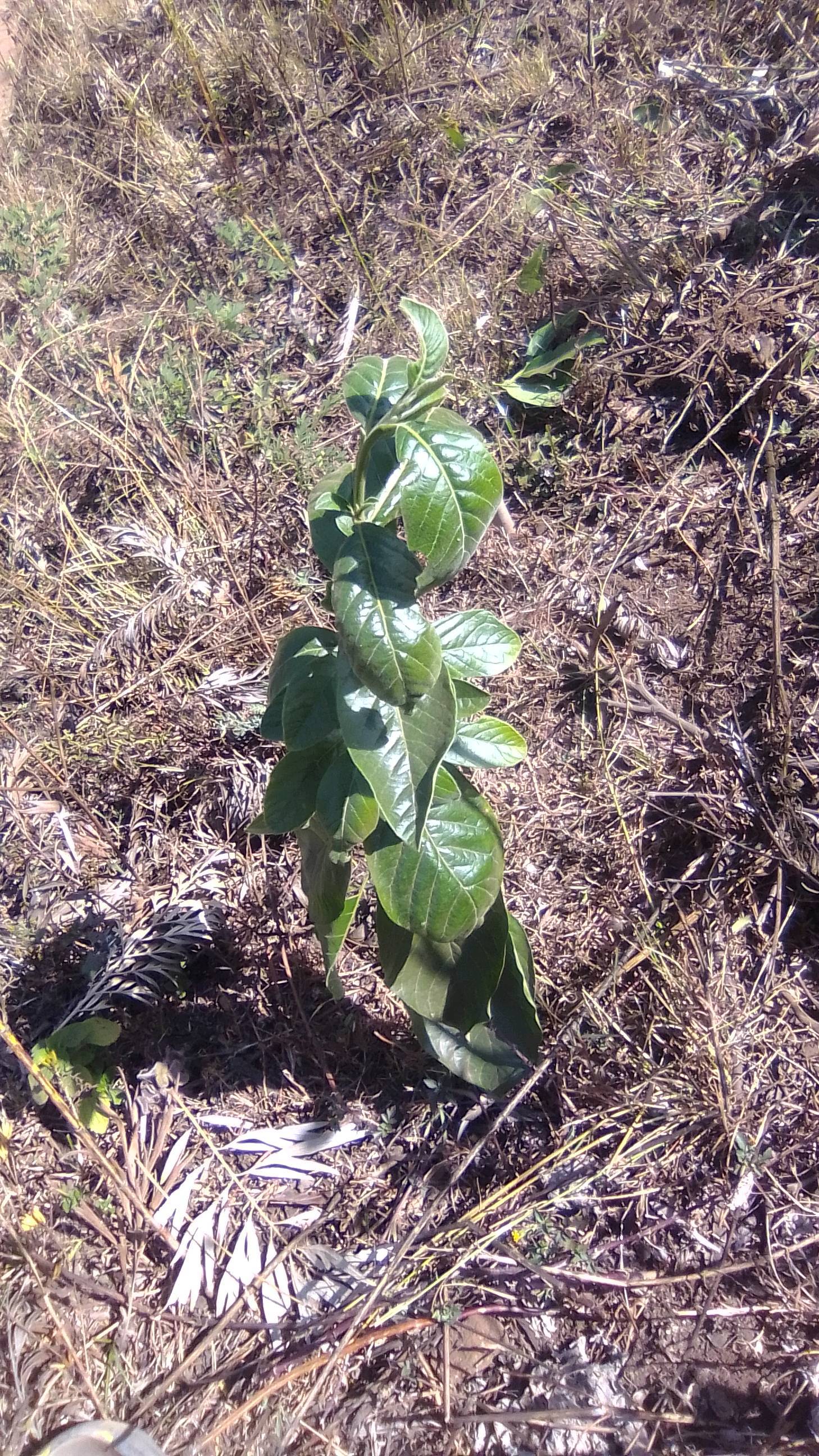 tree
