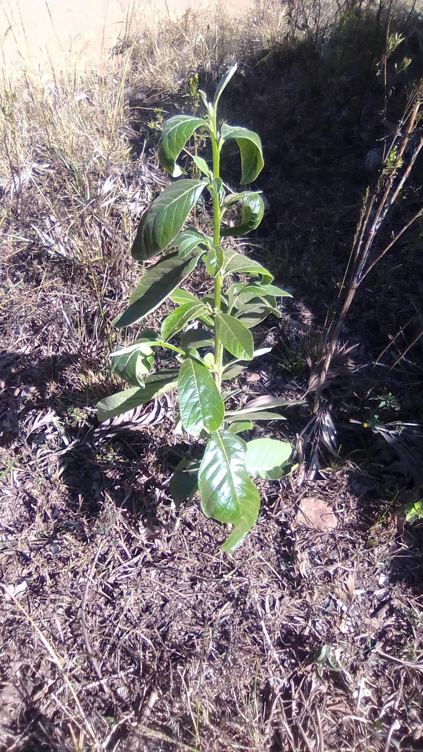 tree