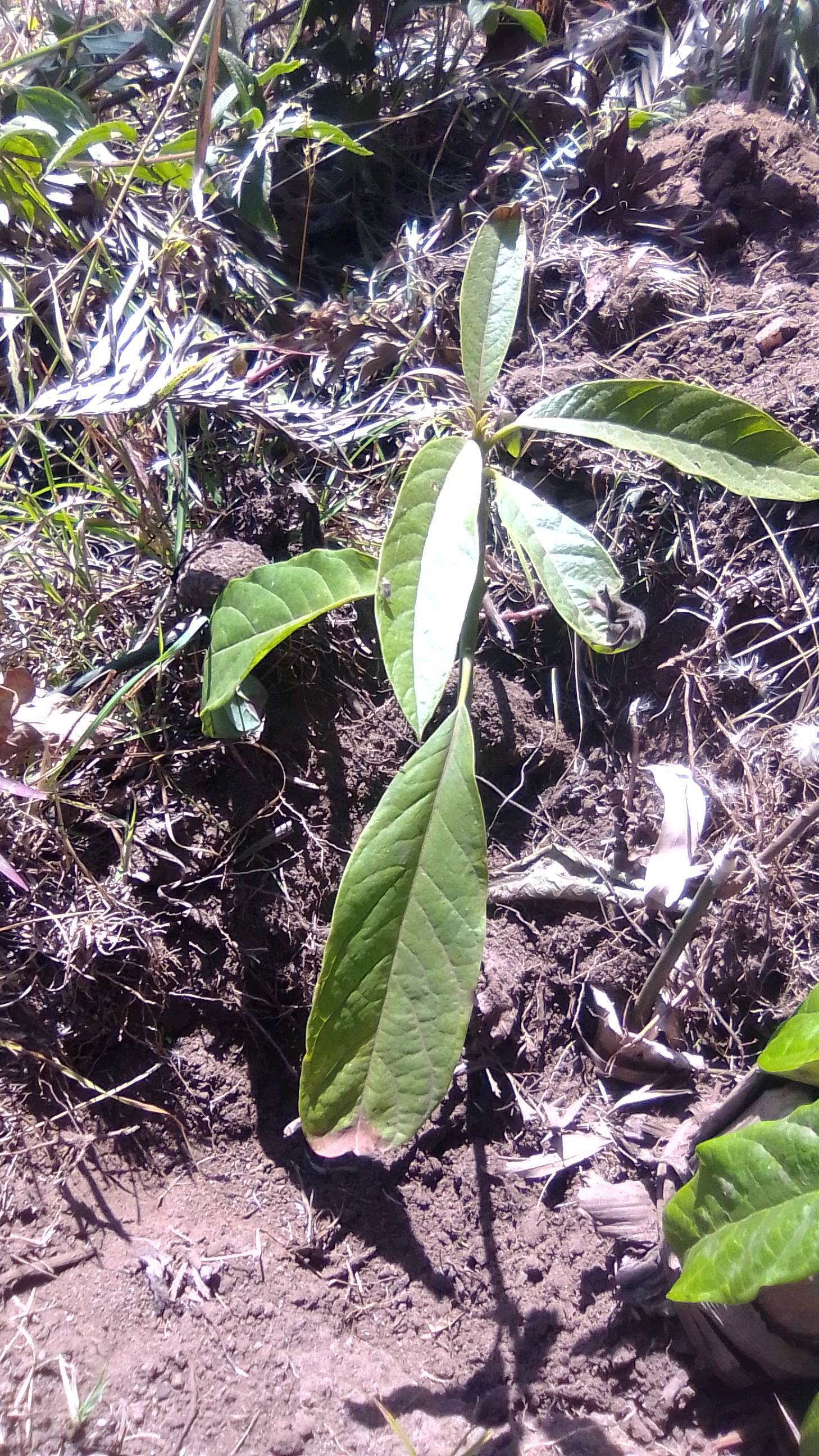 tree