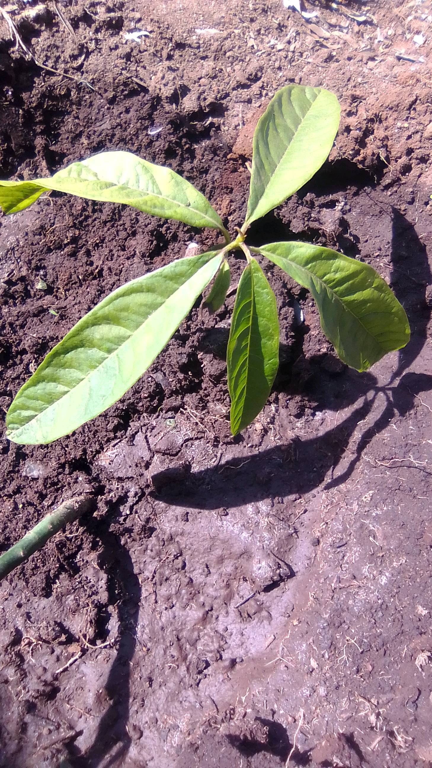 tree