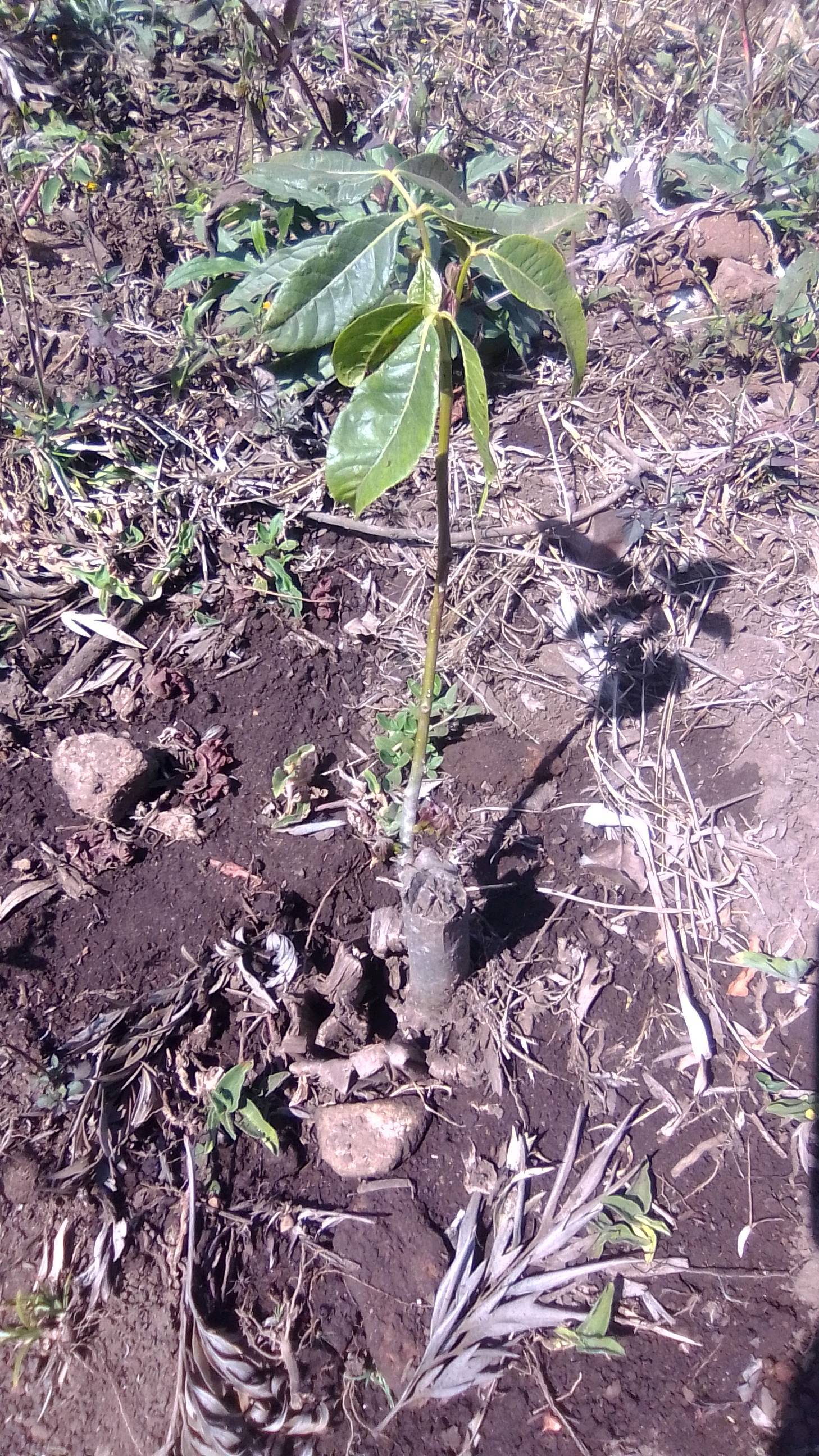 tree