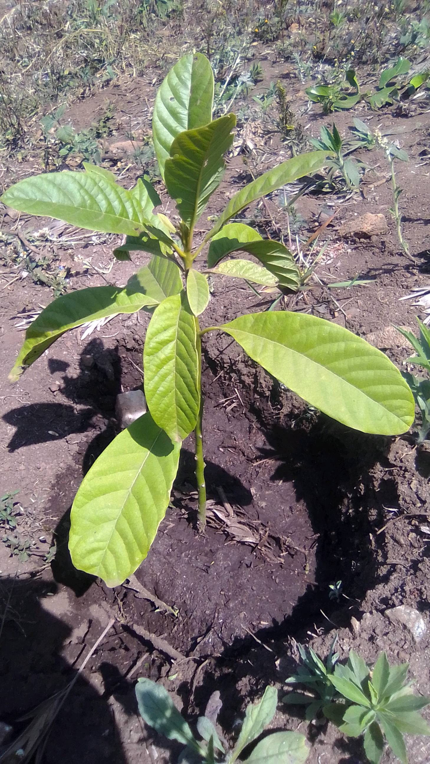 tree