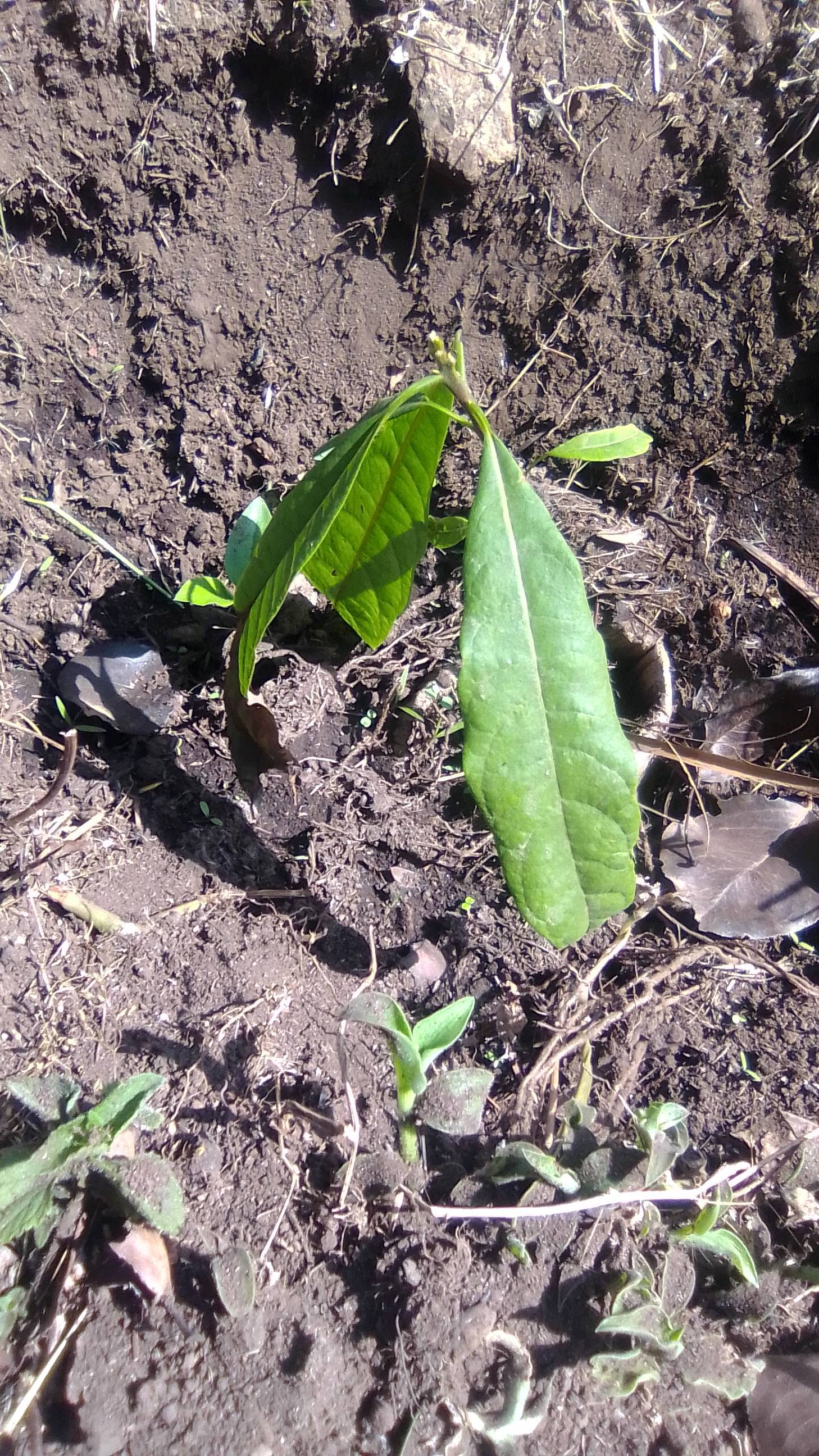 tree