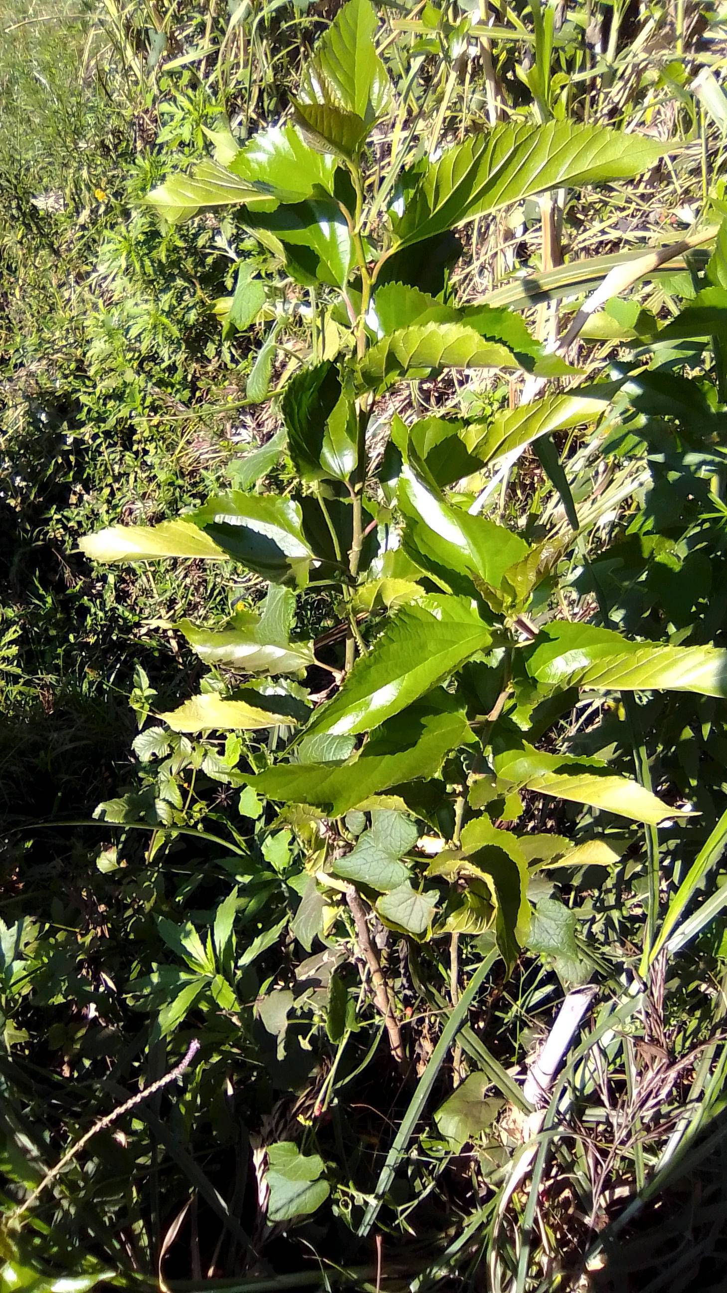 tree
