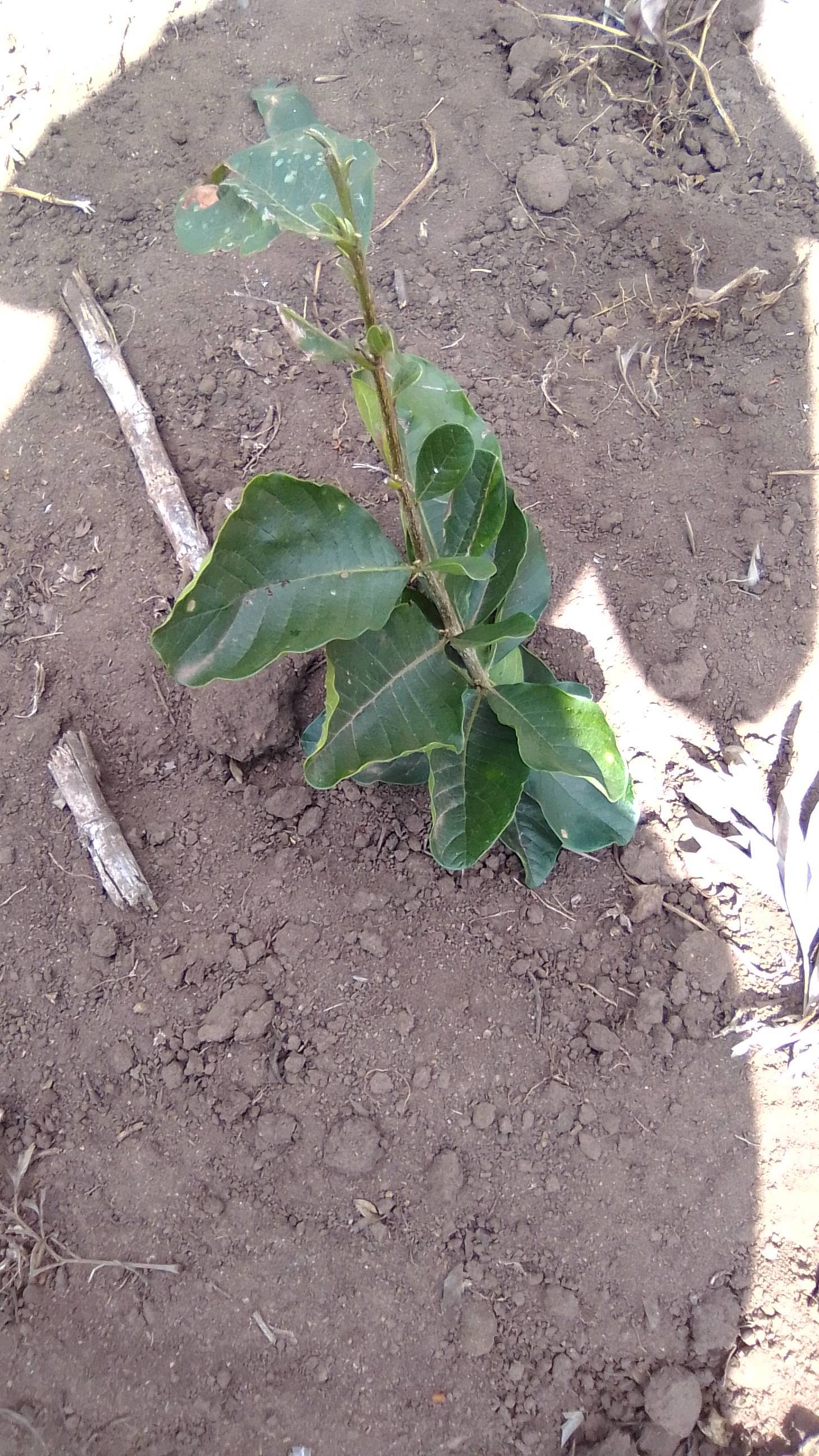 tree