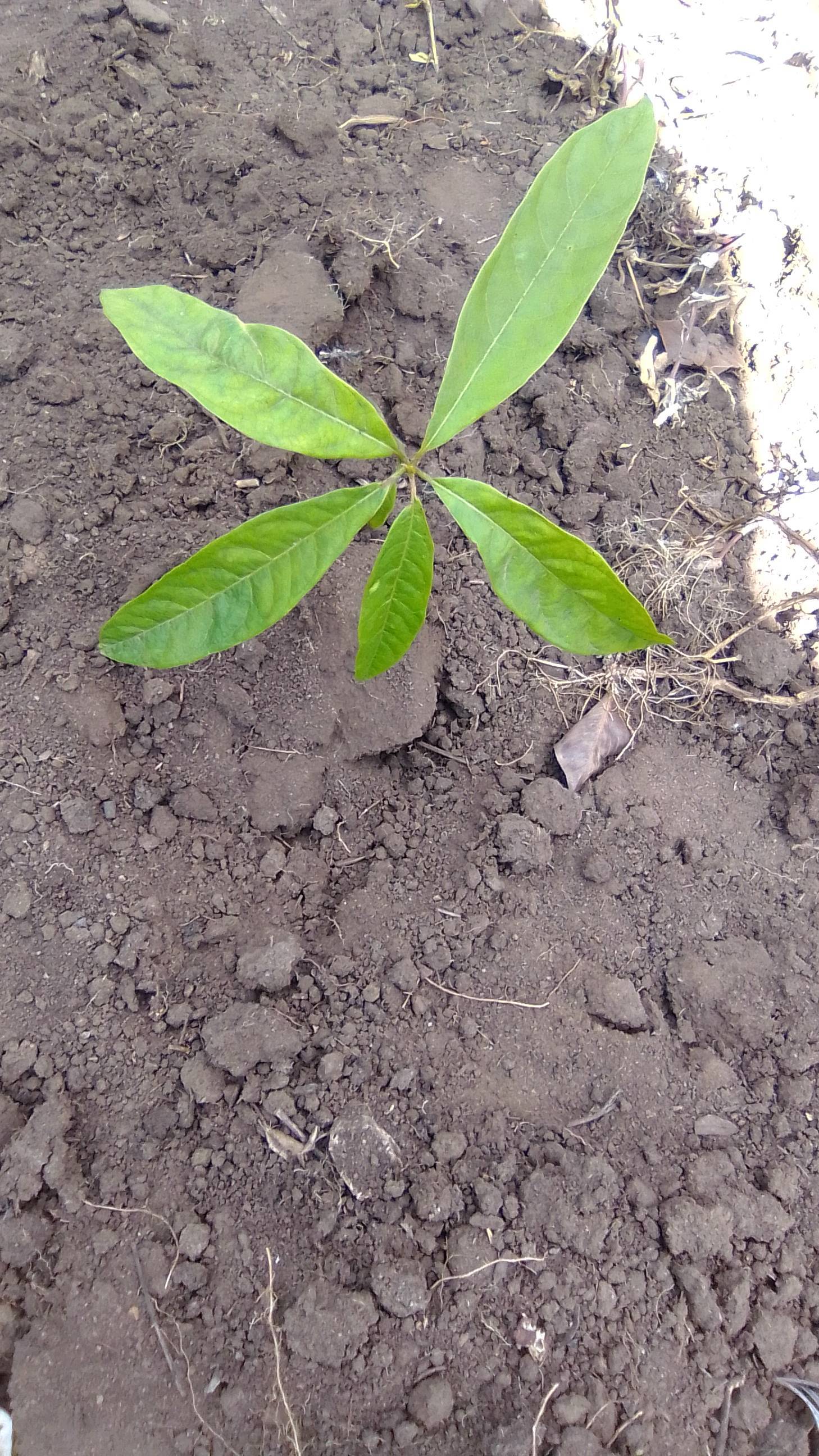 tree