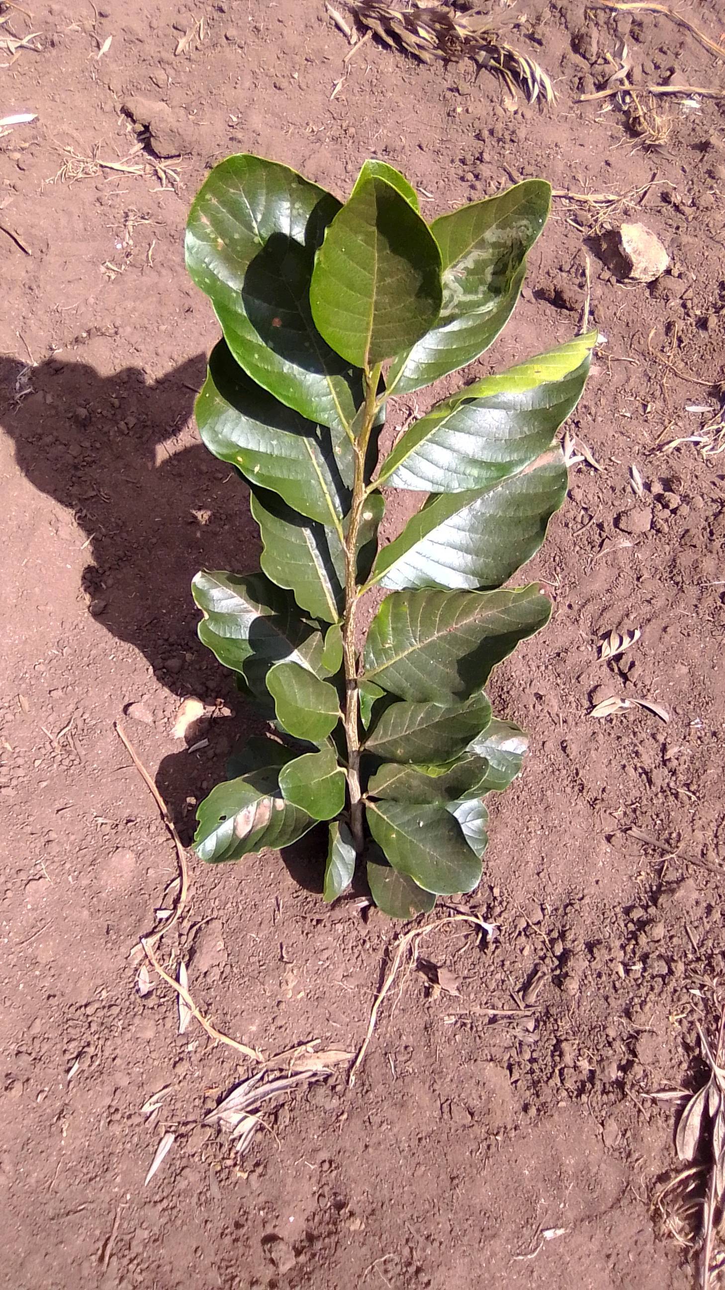 tree