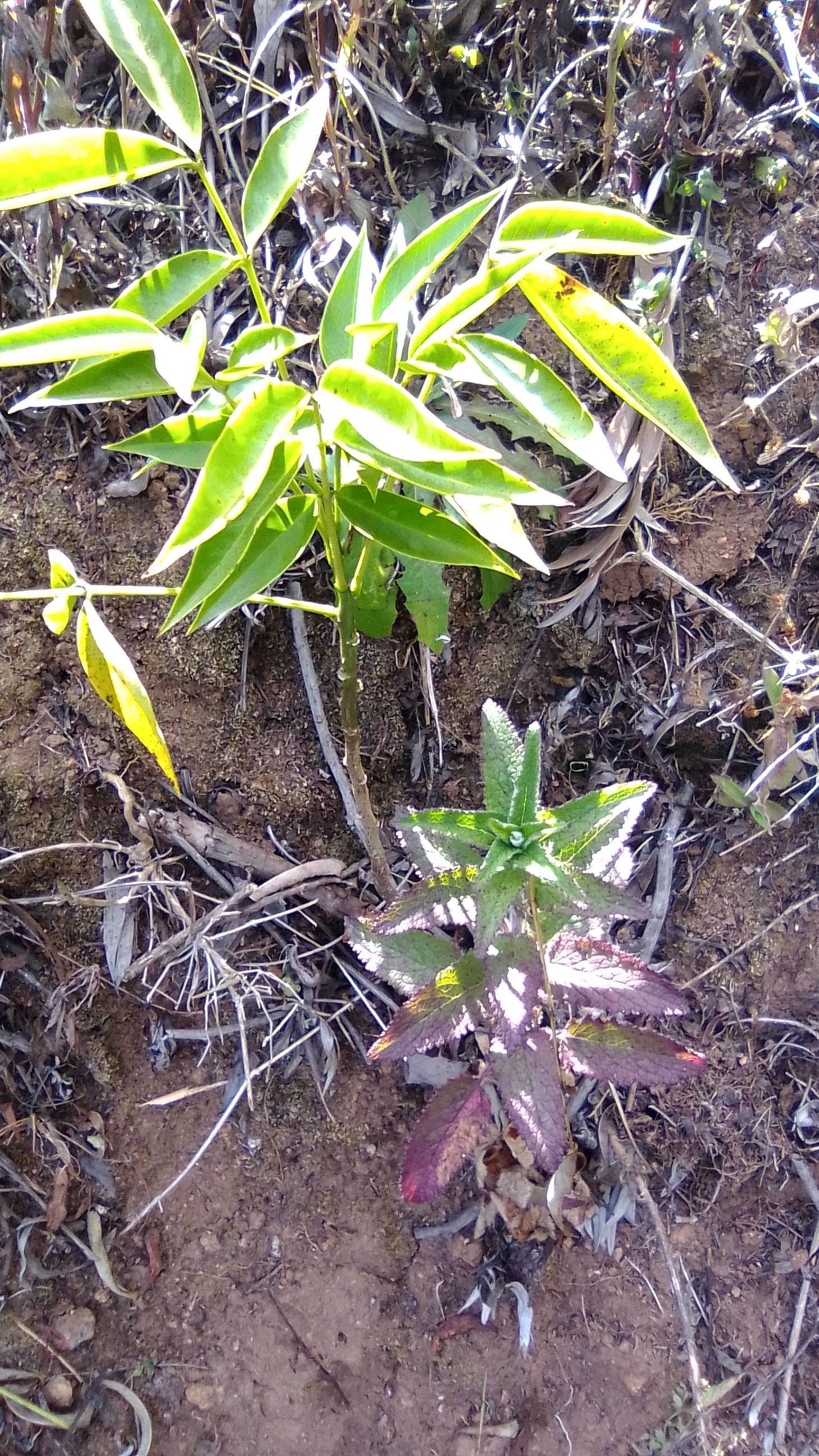 tree