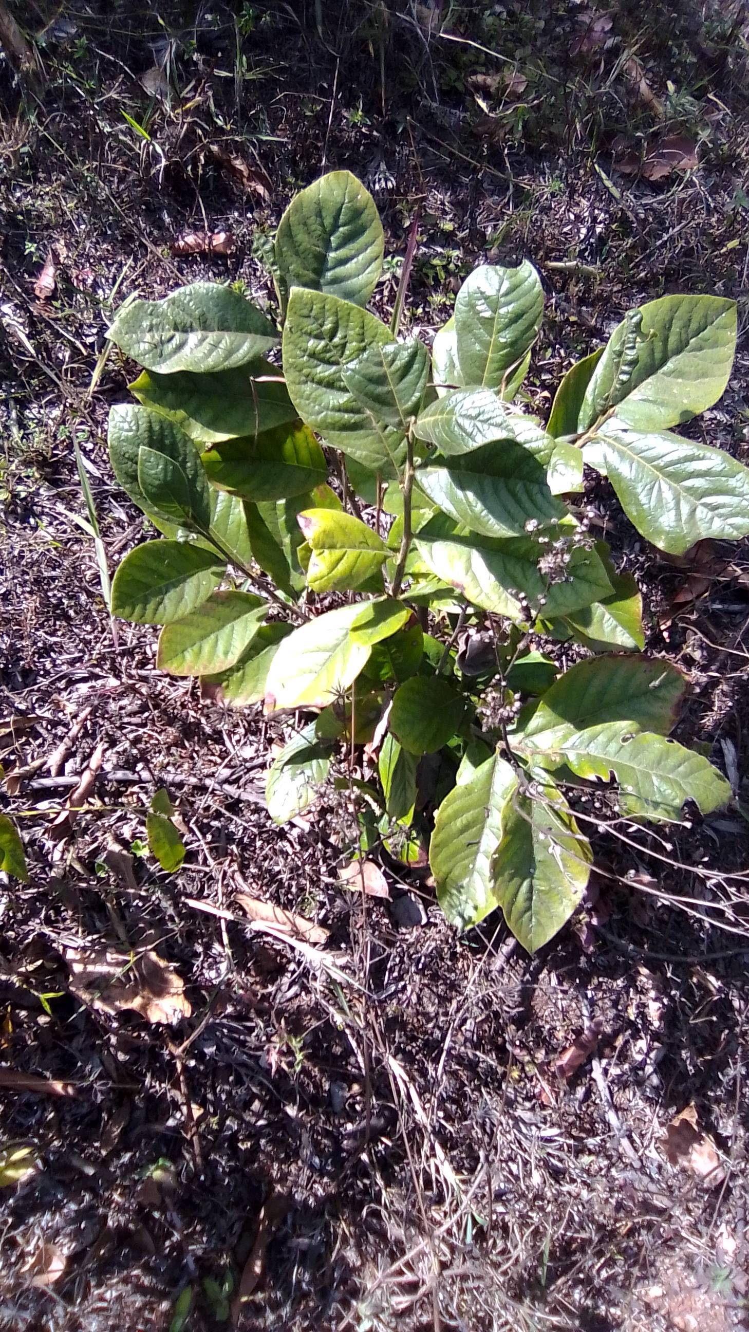 tree