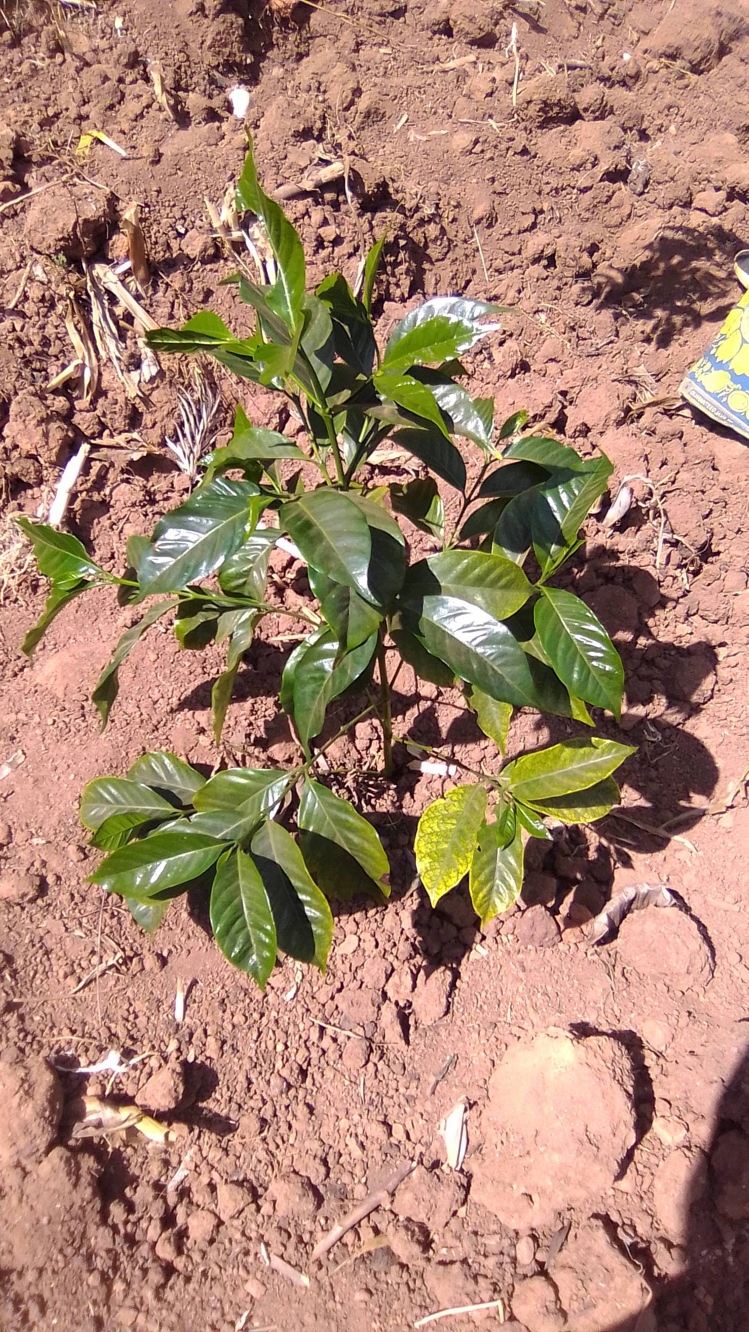tree